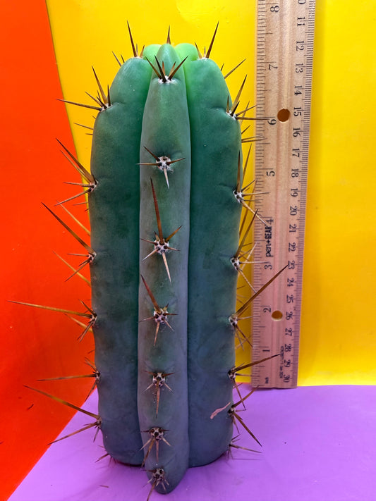 PALA  ! This exact cactus cutting of trichocereus