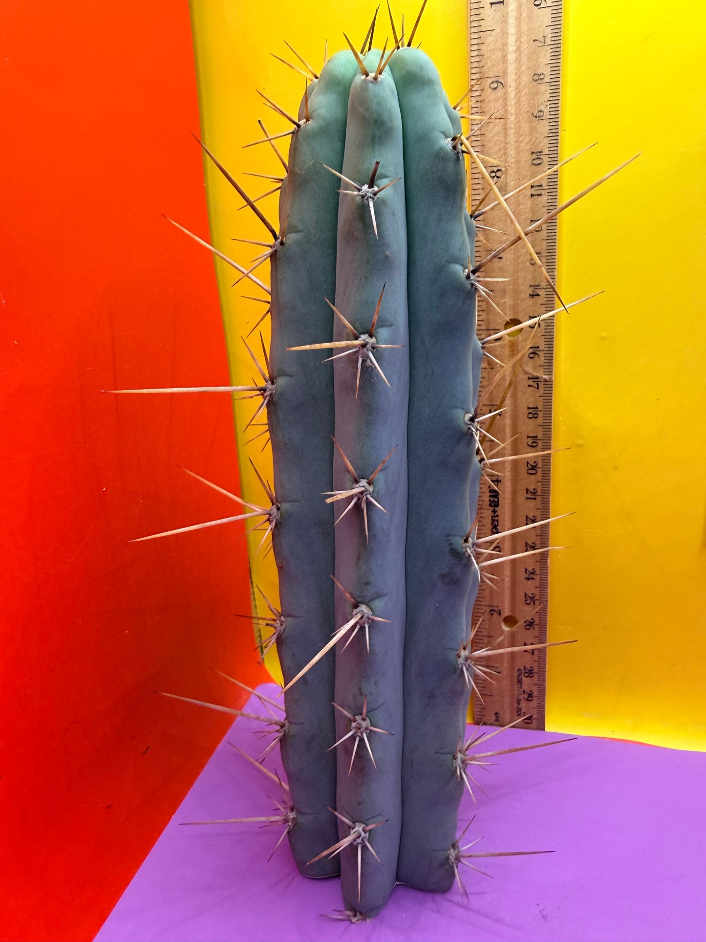 Trichocereus NOID