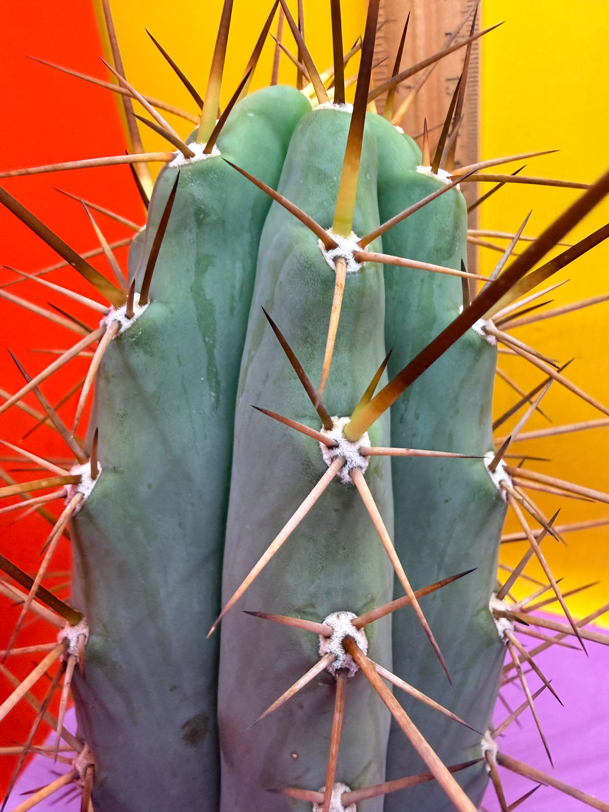 San Pedro Cactus  NOID