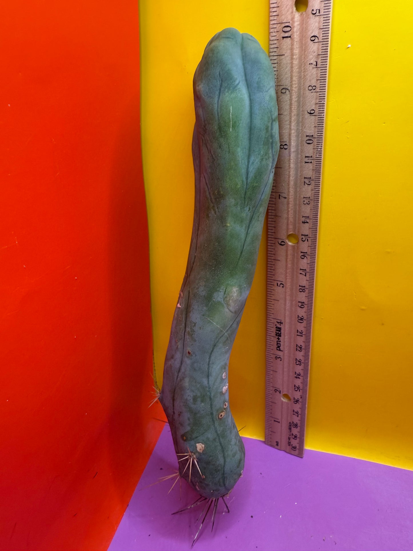 LONG FORM TBM-A cactus