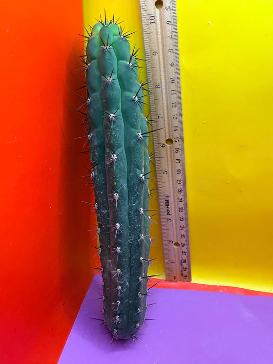 TRICHOCEREUS CHALA !