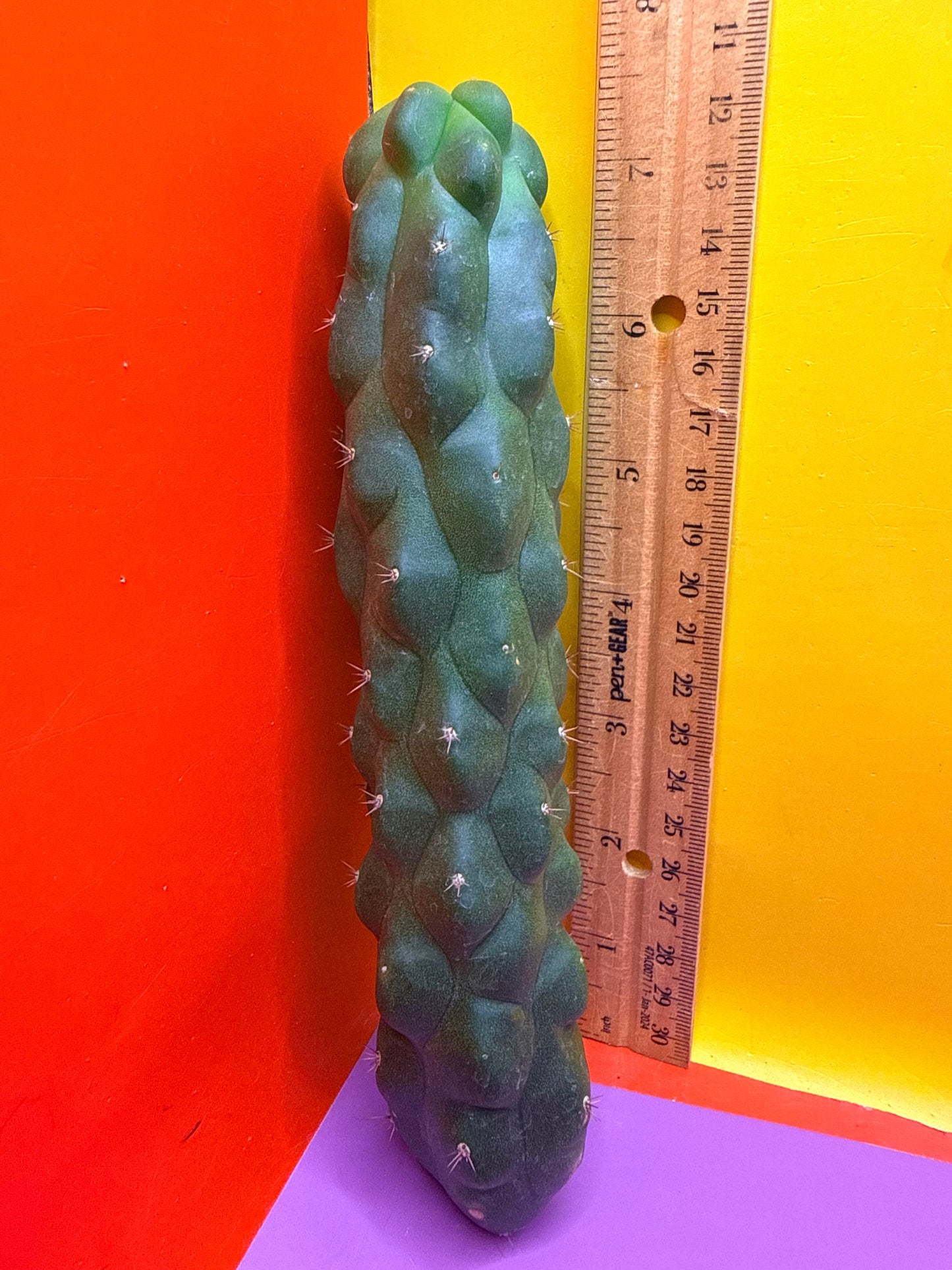 Monstrose San Pedro Cactus! This exact one