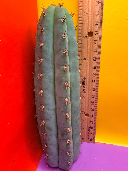 Cool San Pedro Cactus !