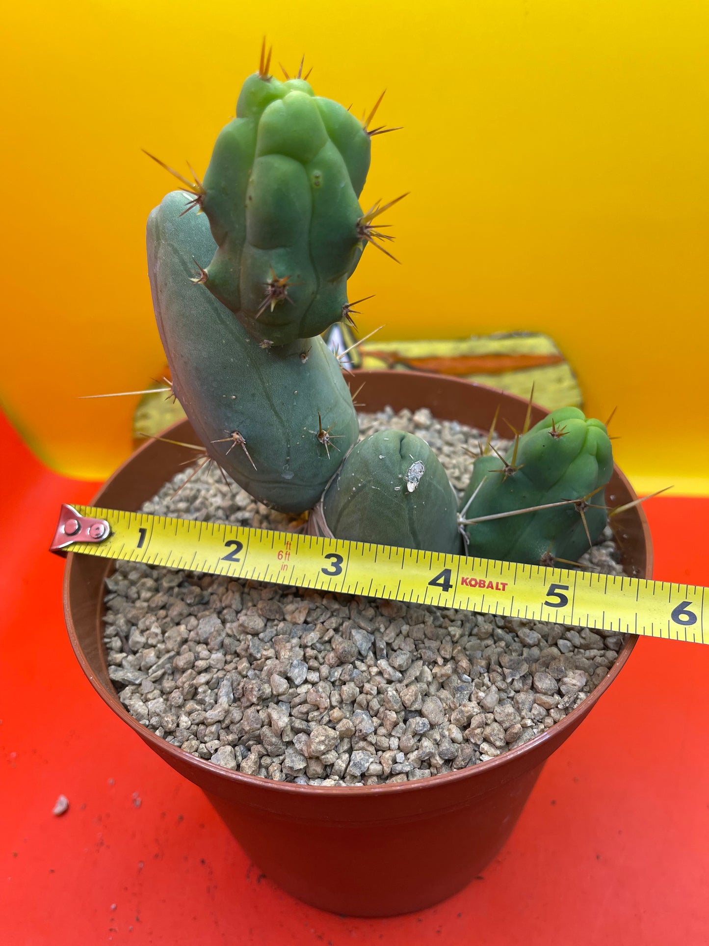 TBM  cactus !