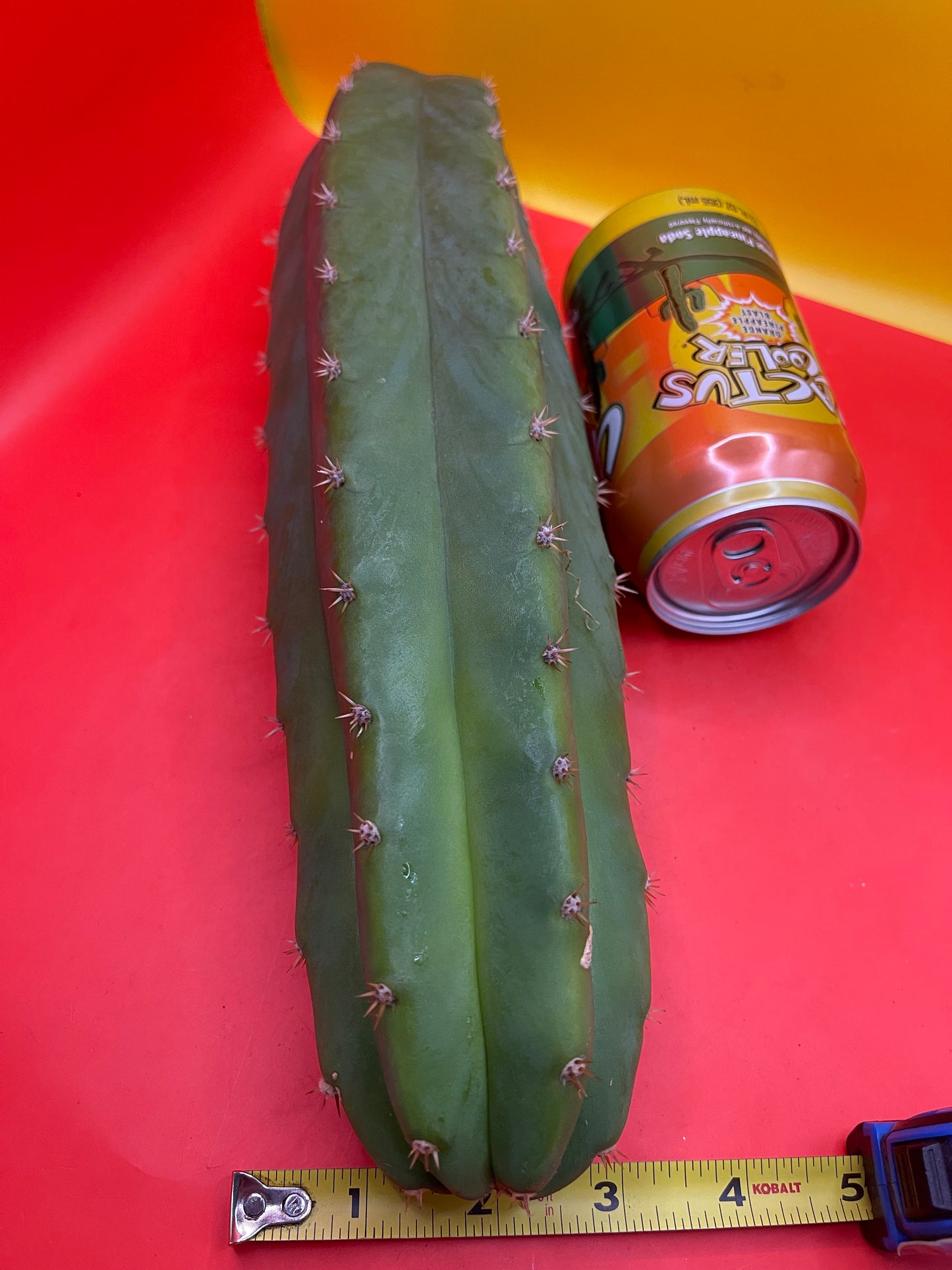 san pedro cactus chips for sale Large 11”-14” San Pedro cactus ! Fresh cut on may 21 – IMDAVESBUD!!!