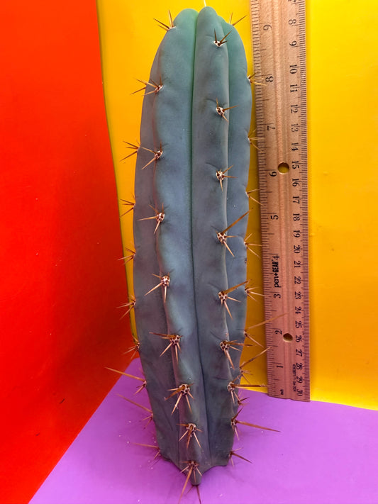 TIG X YOWIE- SAN pedro cactus