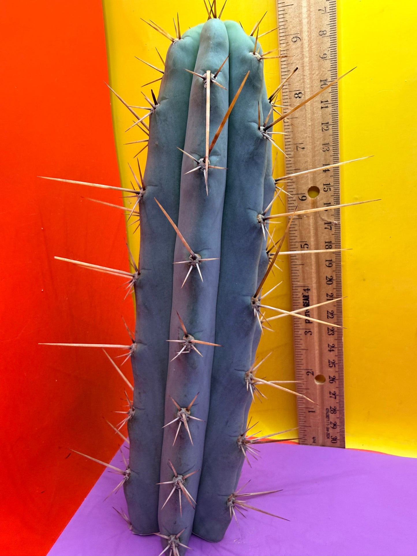 Trichocereus NOID