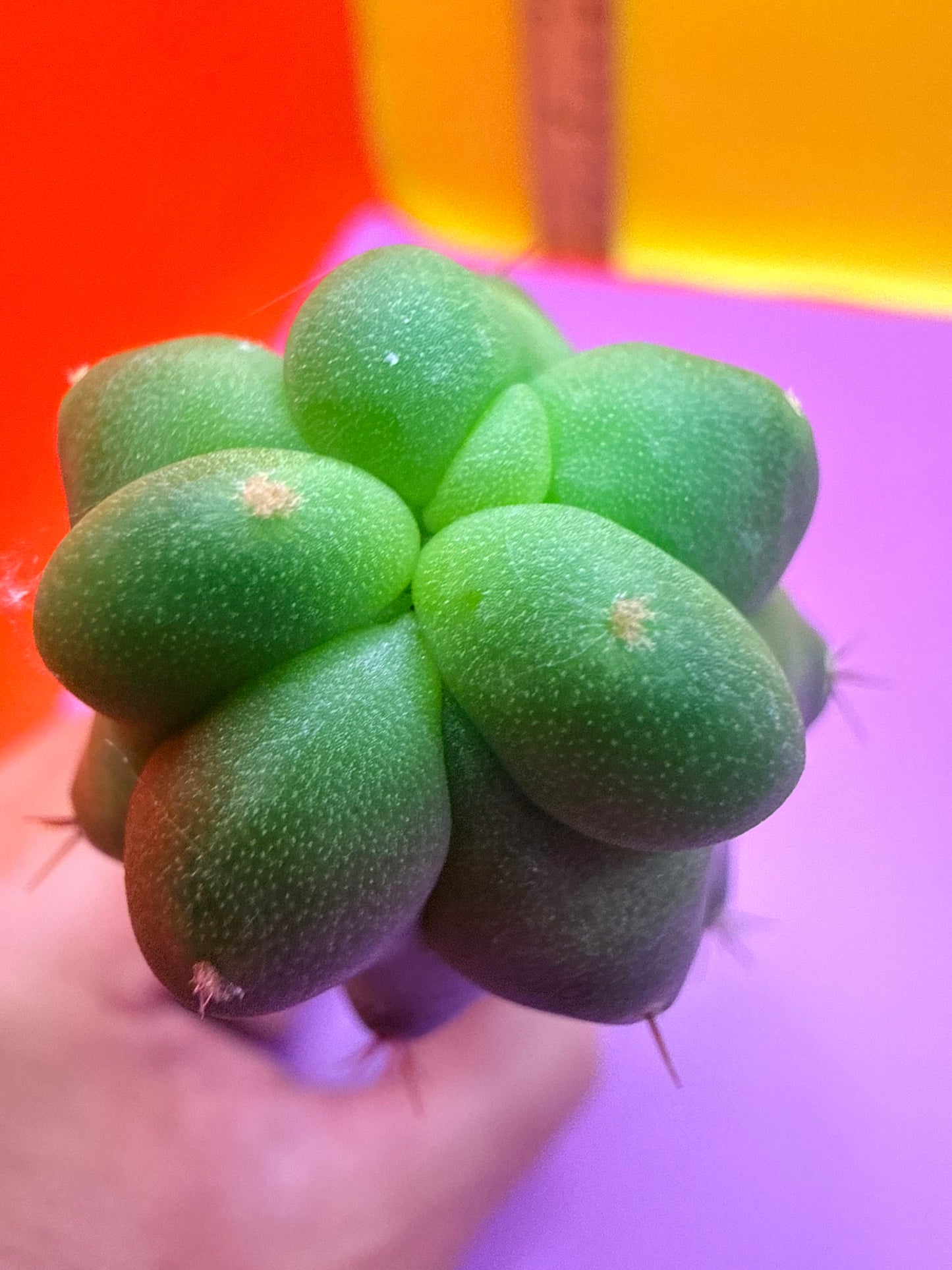 San Pedro weirdo !! - TPM 1