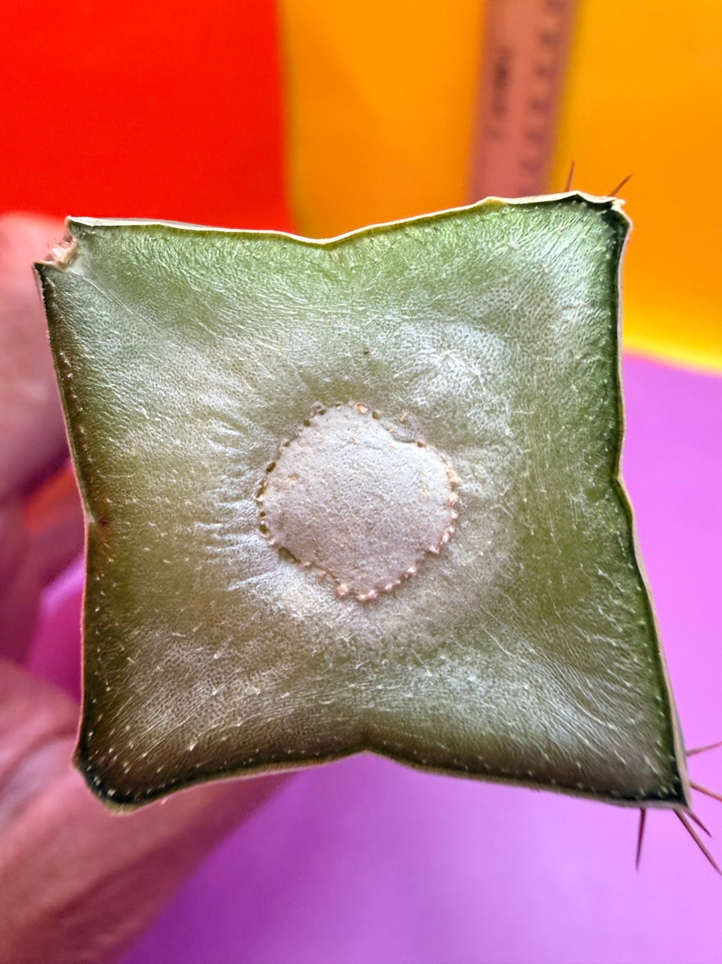 “MINI ME” trichocereus bridgesii - 4 ribs