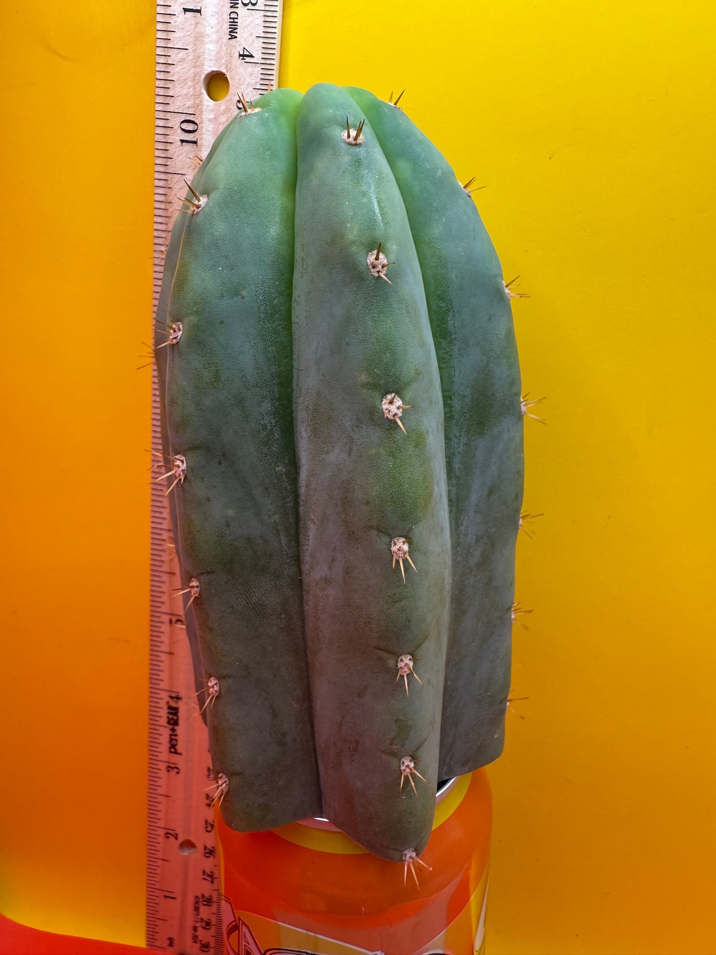 Jacks Juuls JJ  O.P. “Type-A” cactus cutting JJOP