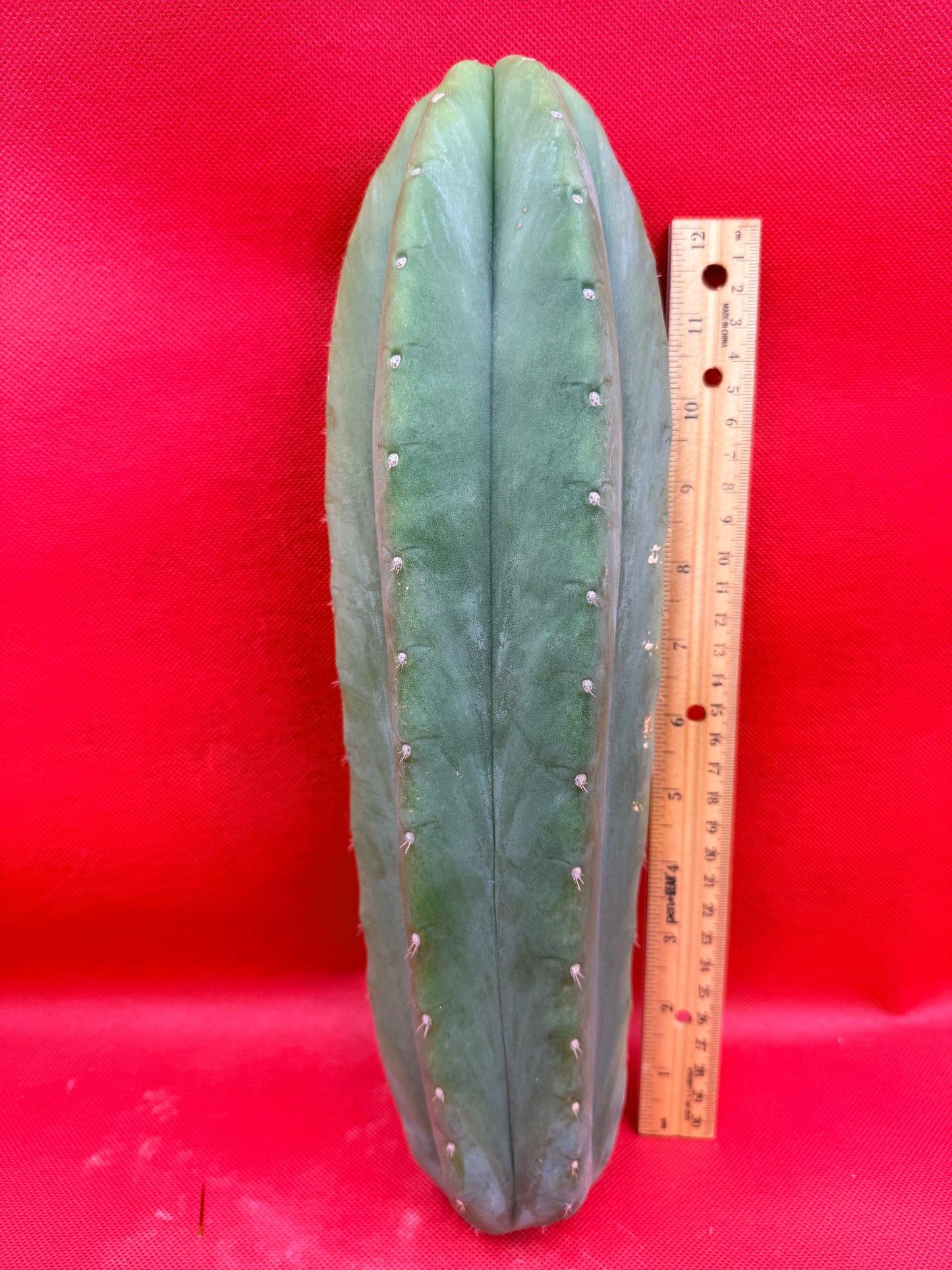 Cahuilla 4” thick !