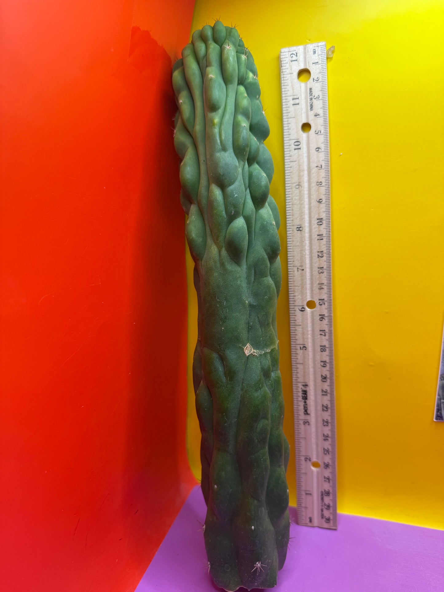 Monstrose San Pedro cactus !! Tip is about to crest !