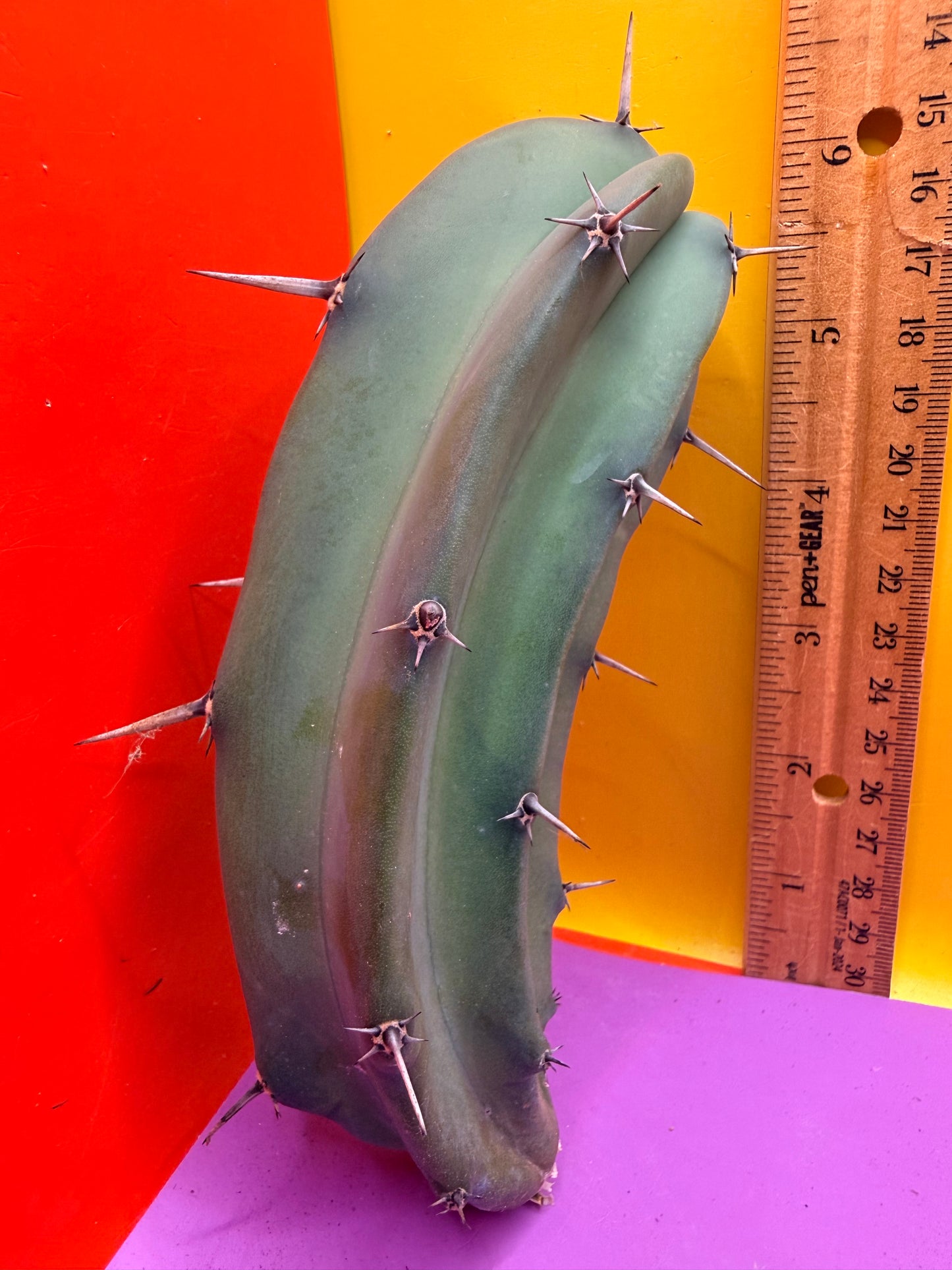 Myrtillocactus geometrizans