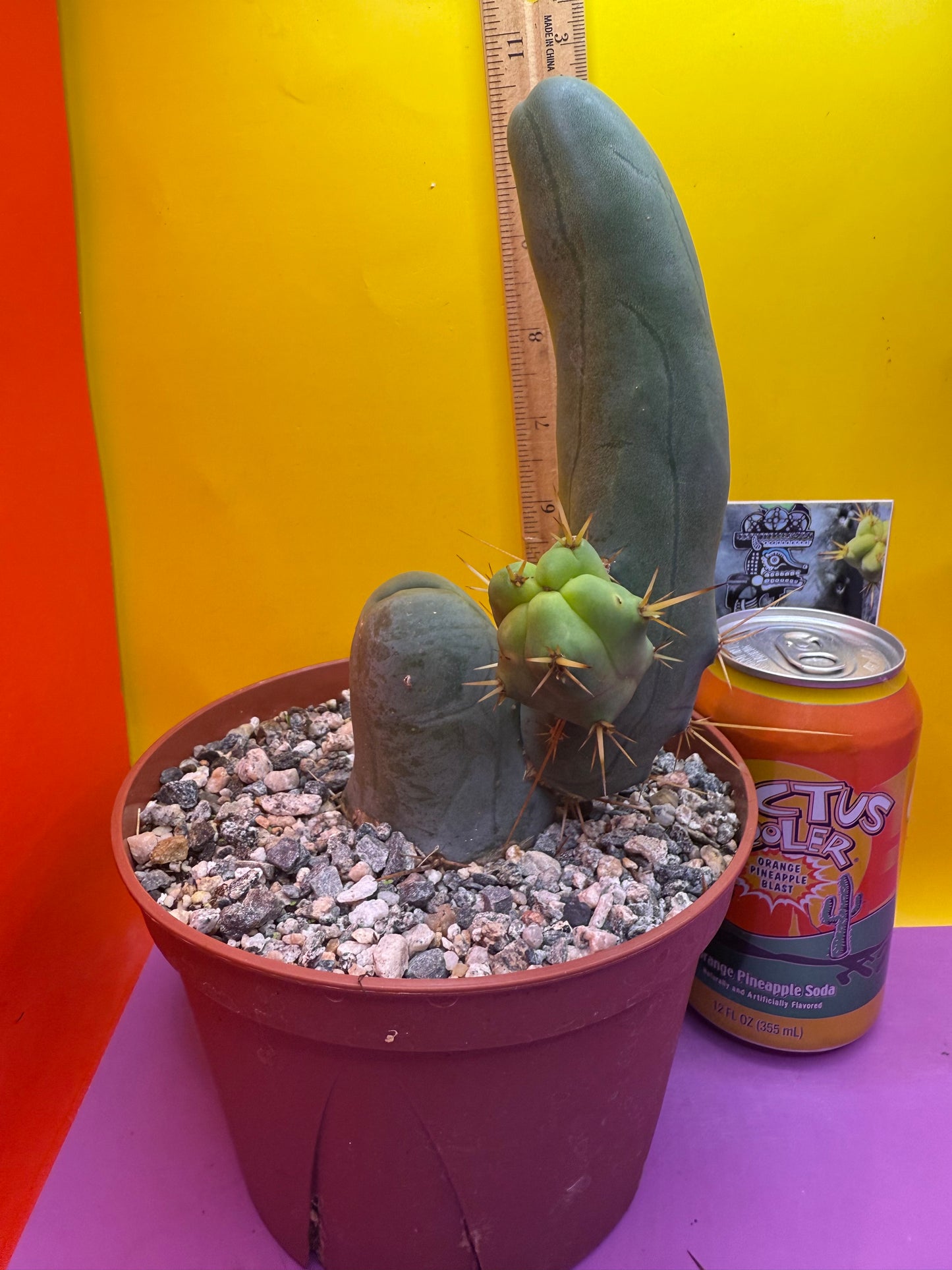 San Pedro Cactus TBM - comes in 6” wide pot !