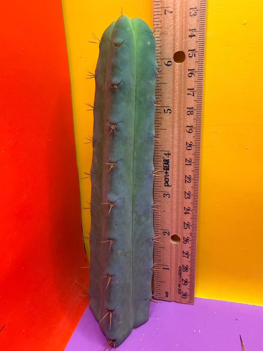 SS02 🌶️🌶️ 4 ribbed !