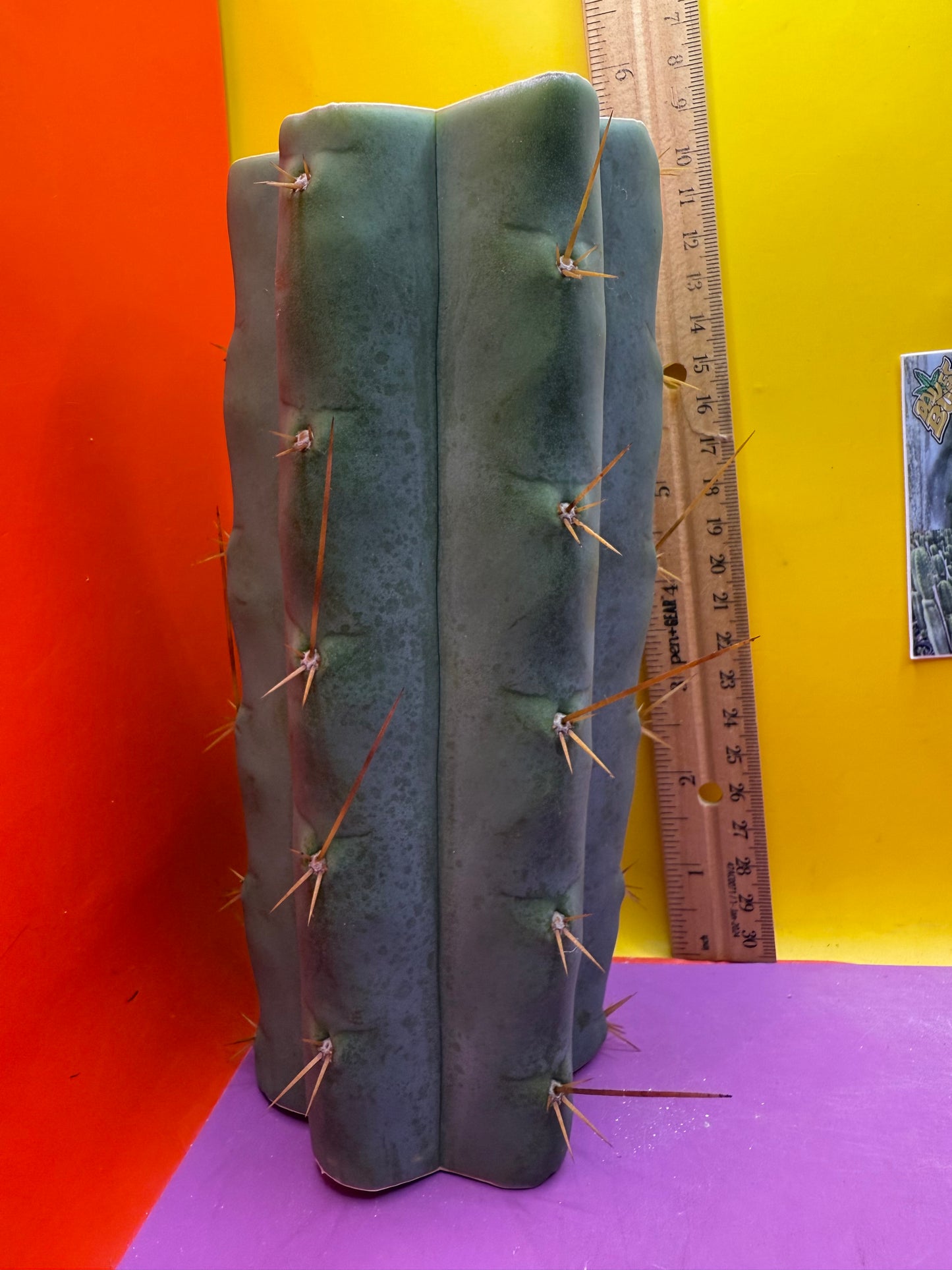 Trichocereus Bridgesii hybrid !