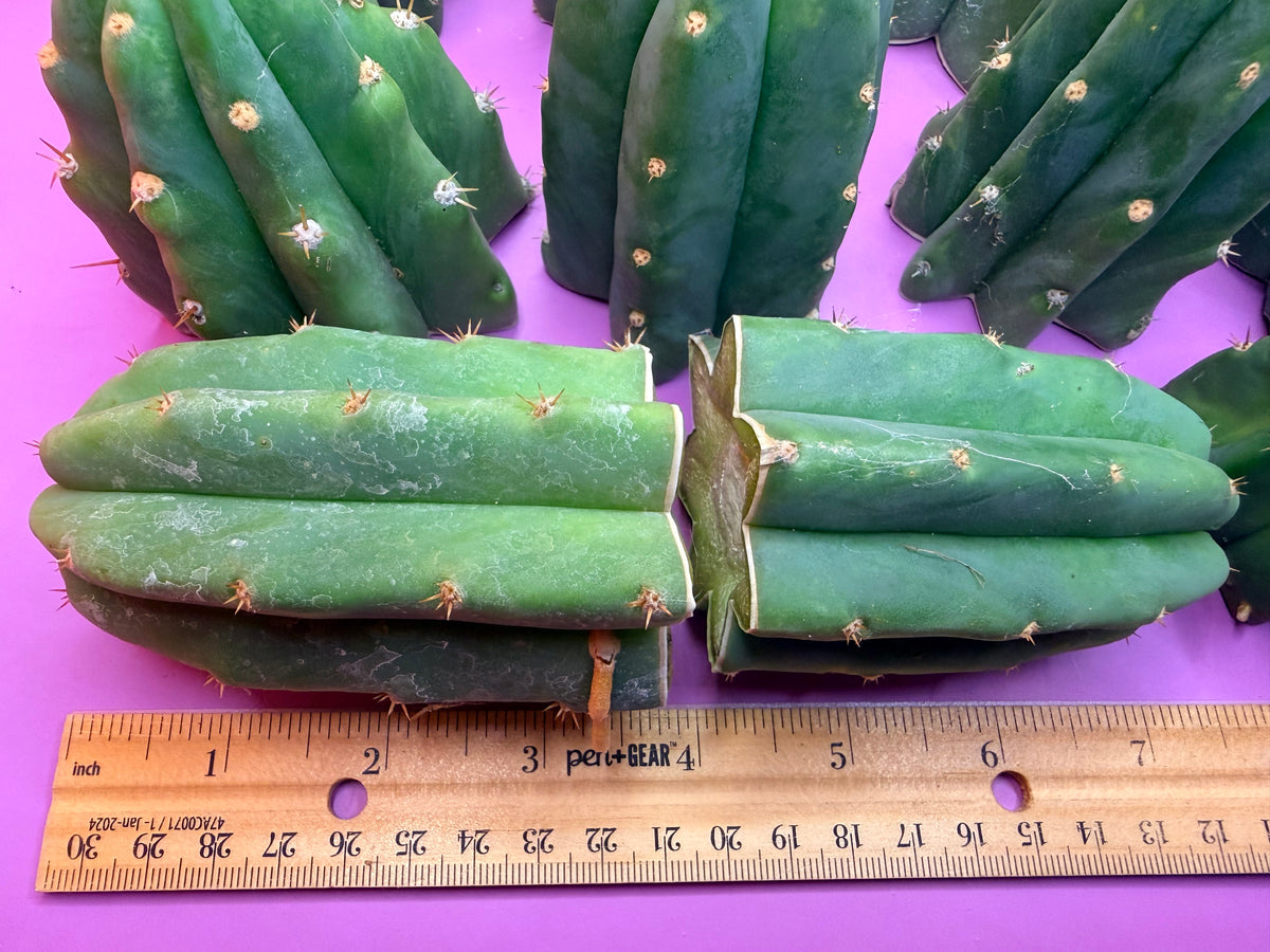 San Pedro cactus tips ! A dozen -12