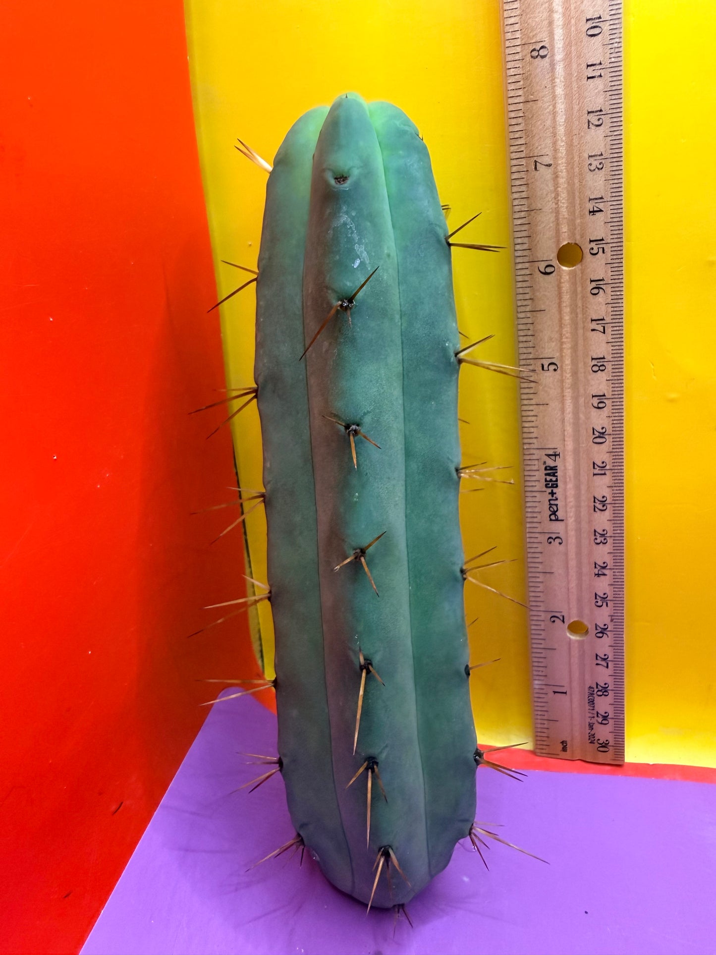 Jiimz Twin Spine !