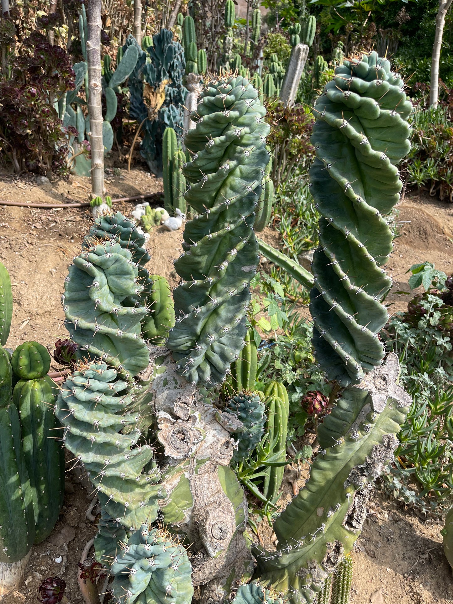 SPIRAL 🌀 CACTUS 🌵!!!