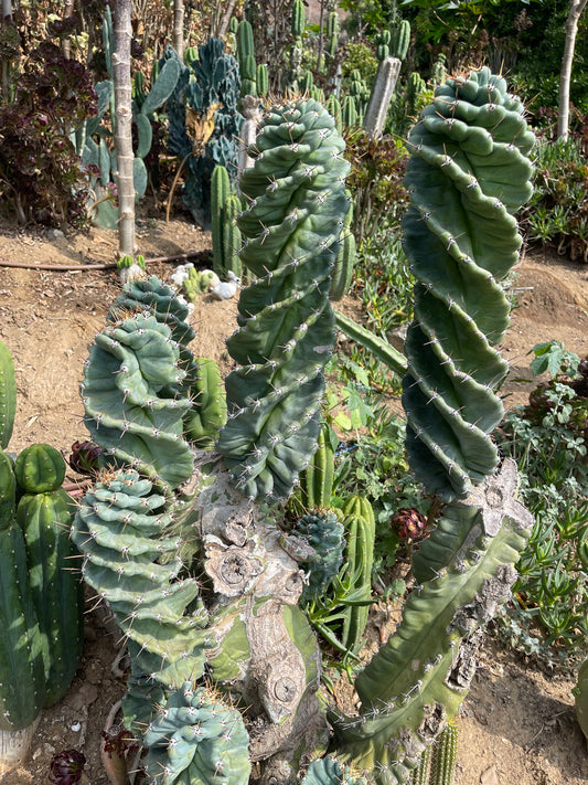 SPIRAL 🌀 CACTUS 🌵!!!