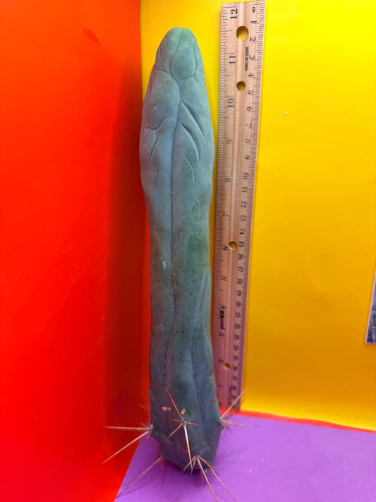 Long form TBM cactus cutting type A