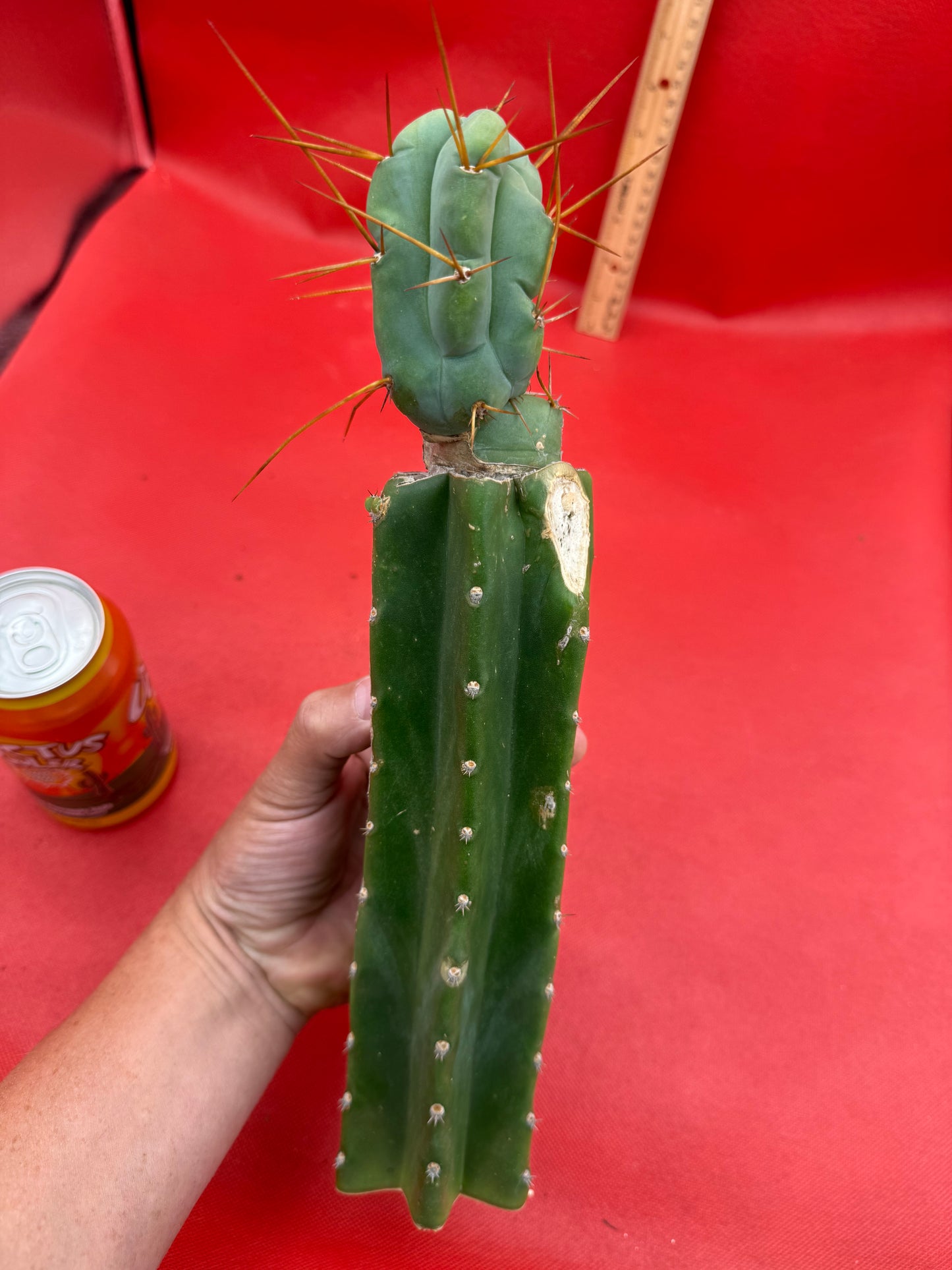 Grafted El Serpieñté
