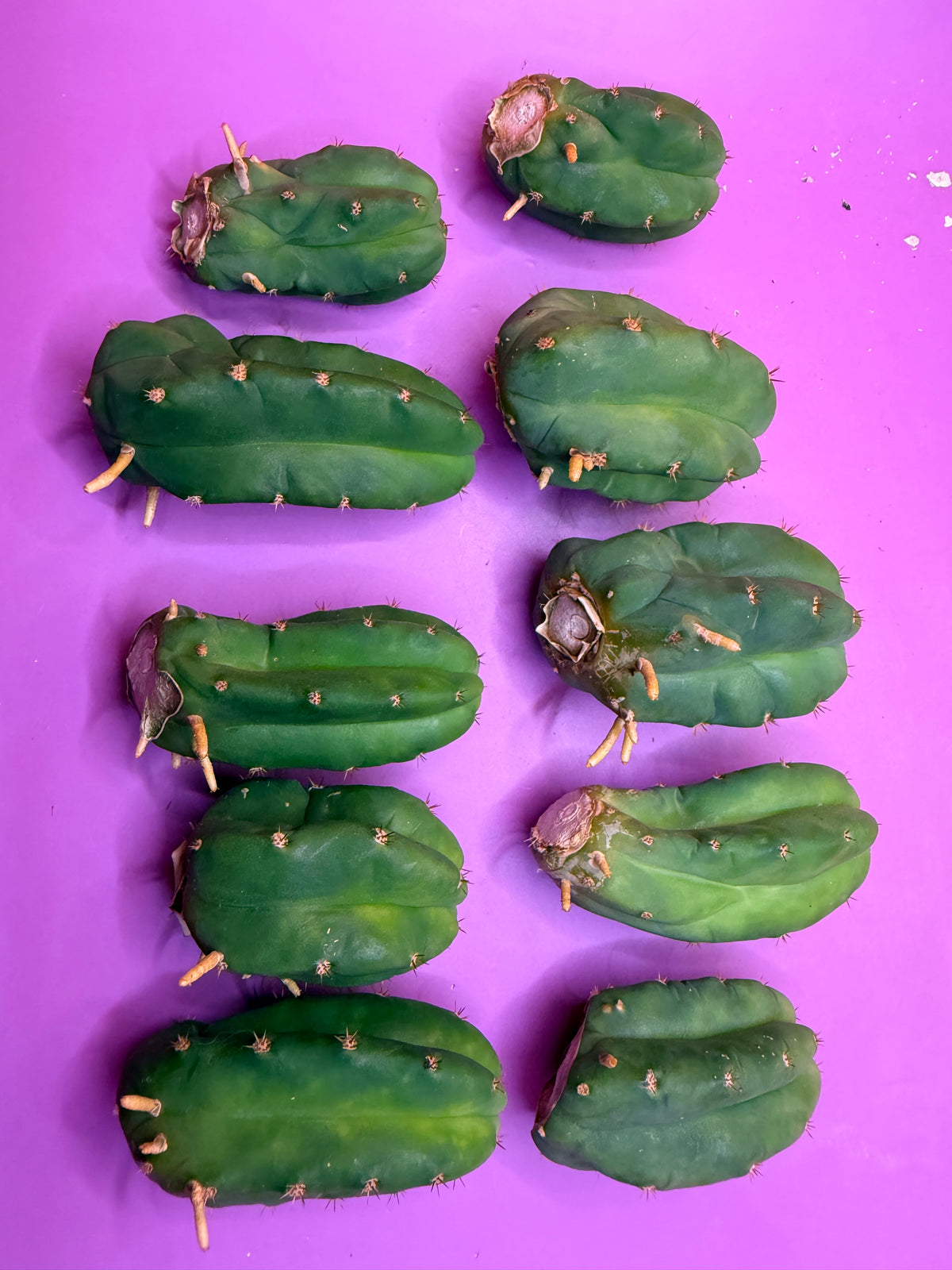 10 pack Rooted San Pedro cactus 🌵 Pups !
