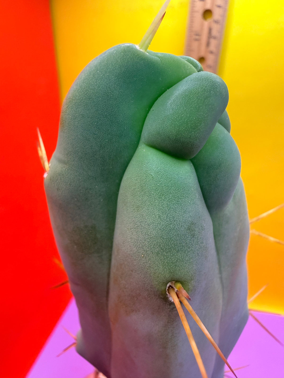WALTS DRAGON ! 🐉 grafted cactus