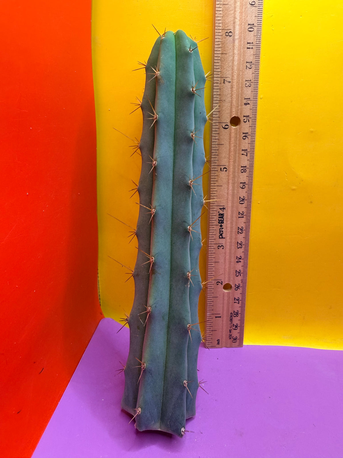 Trichocereus Bridgesii SS02 x Lumberjack !