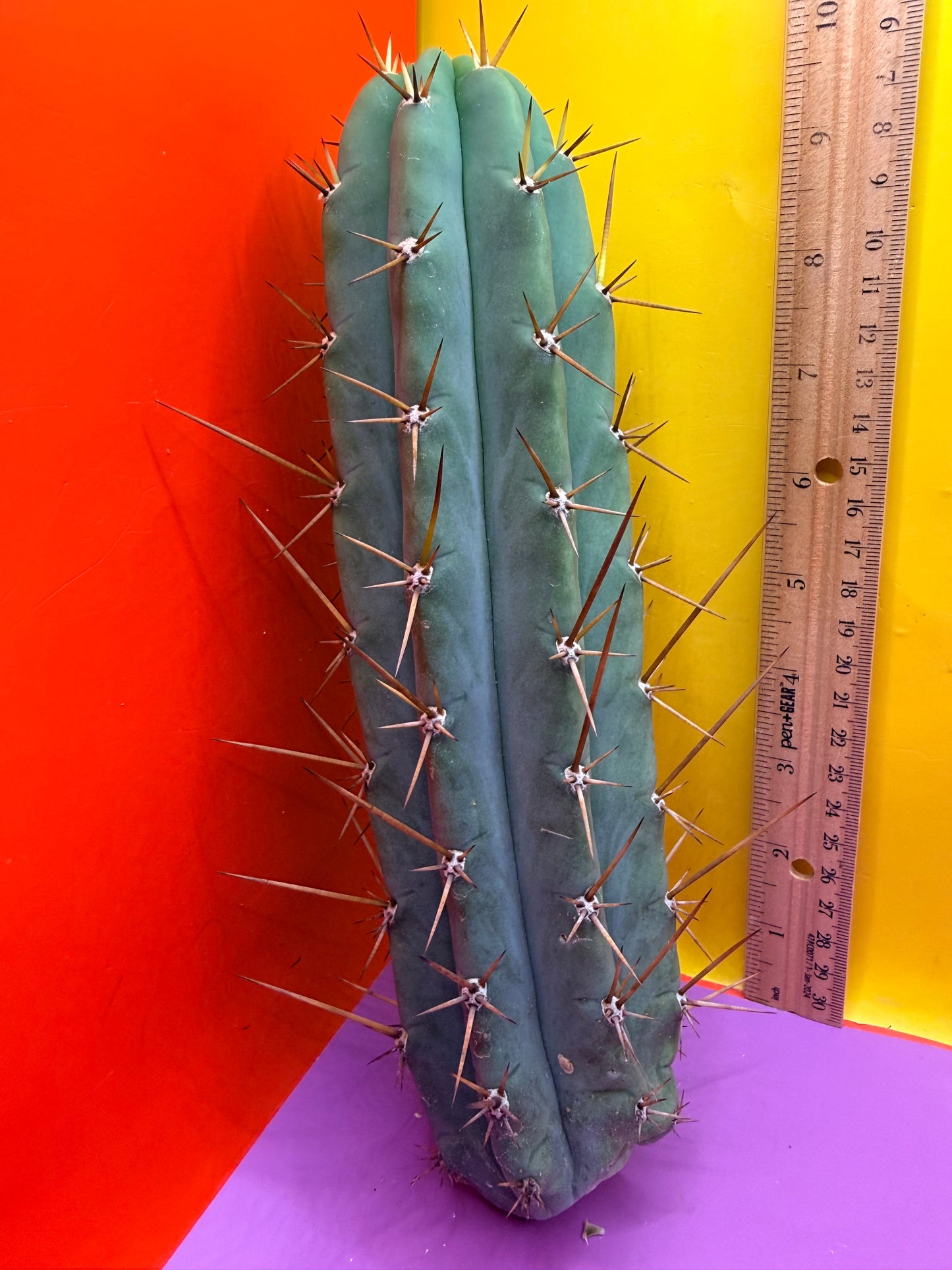 PALA  🌶️🌶️! This exact cactus cutting of trichocereus