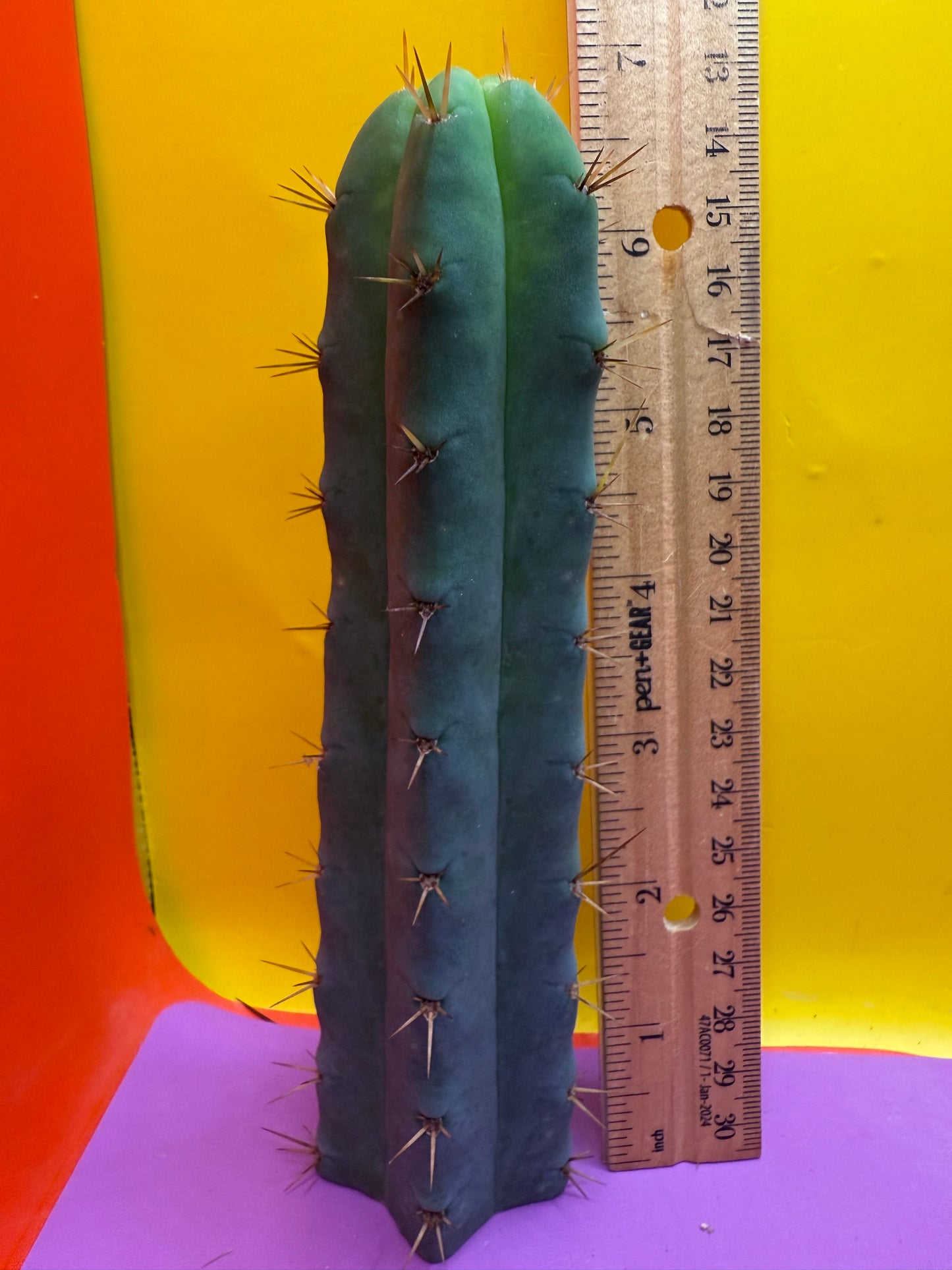 Ss02 cactus cutting
