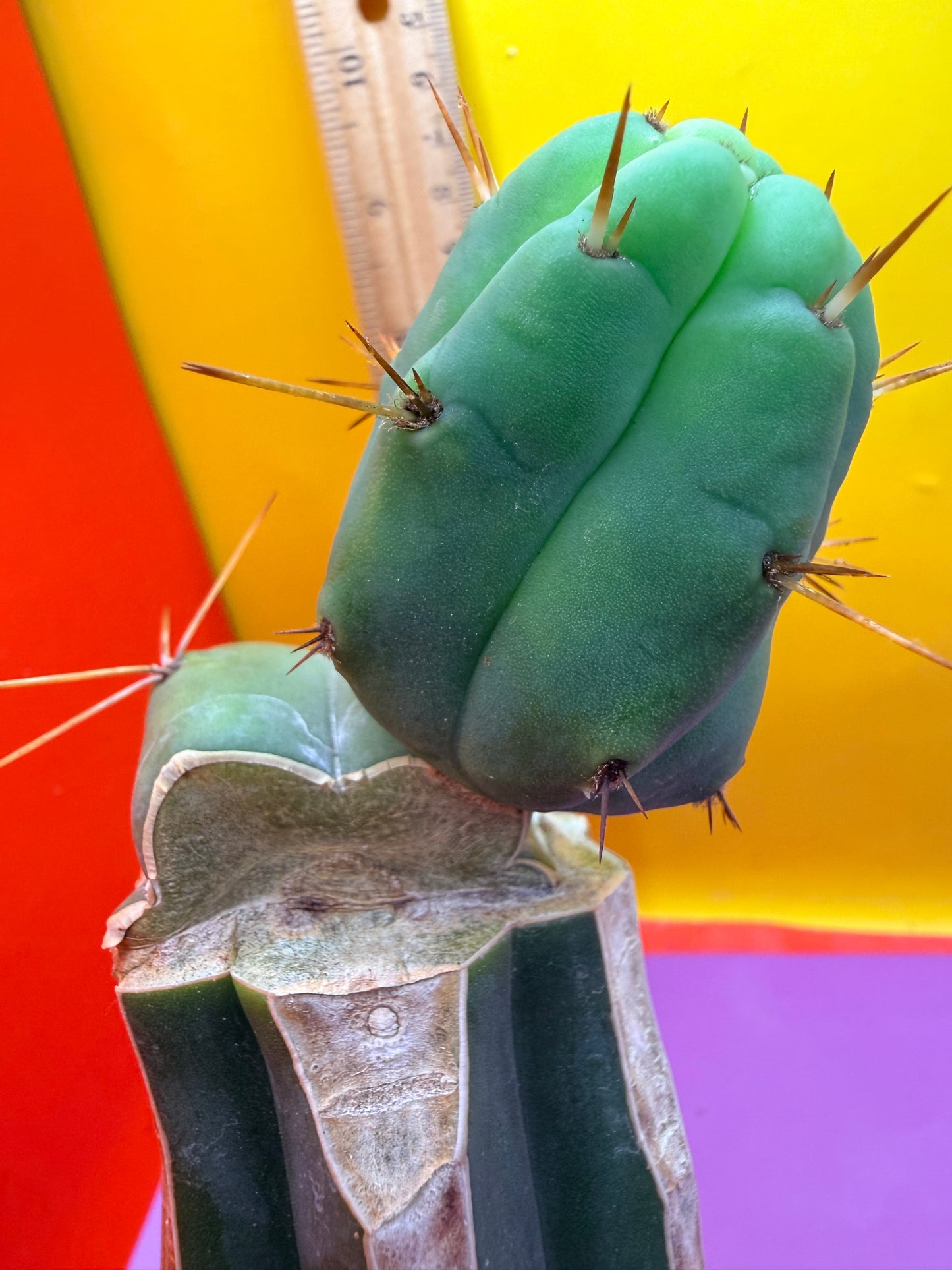 Cactus Kate Bridgesii Graft