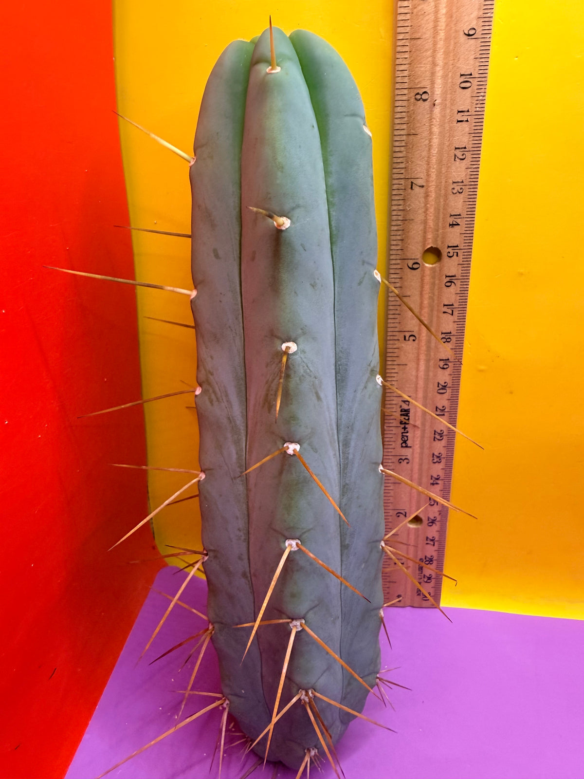 Trichocereus Bridgesii cutting of “DEL DIOS”