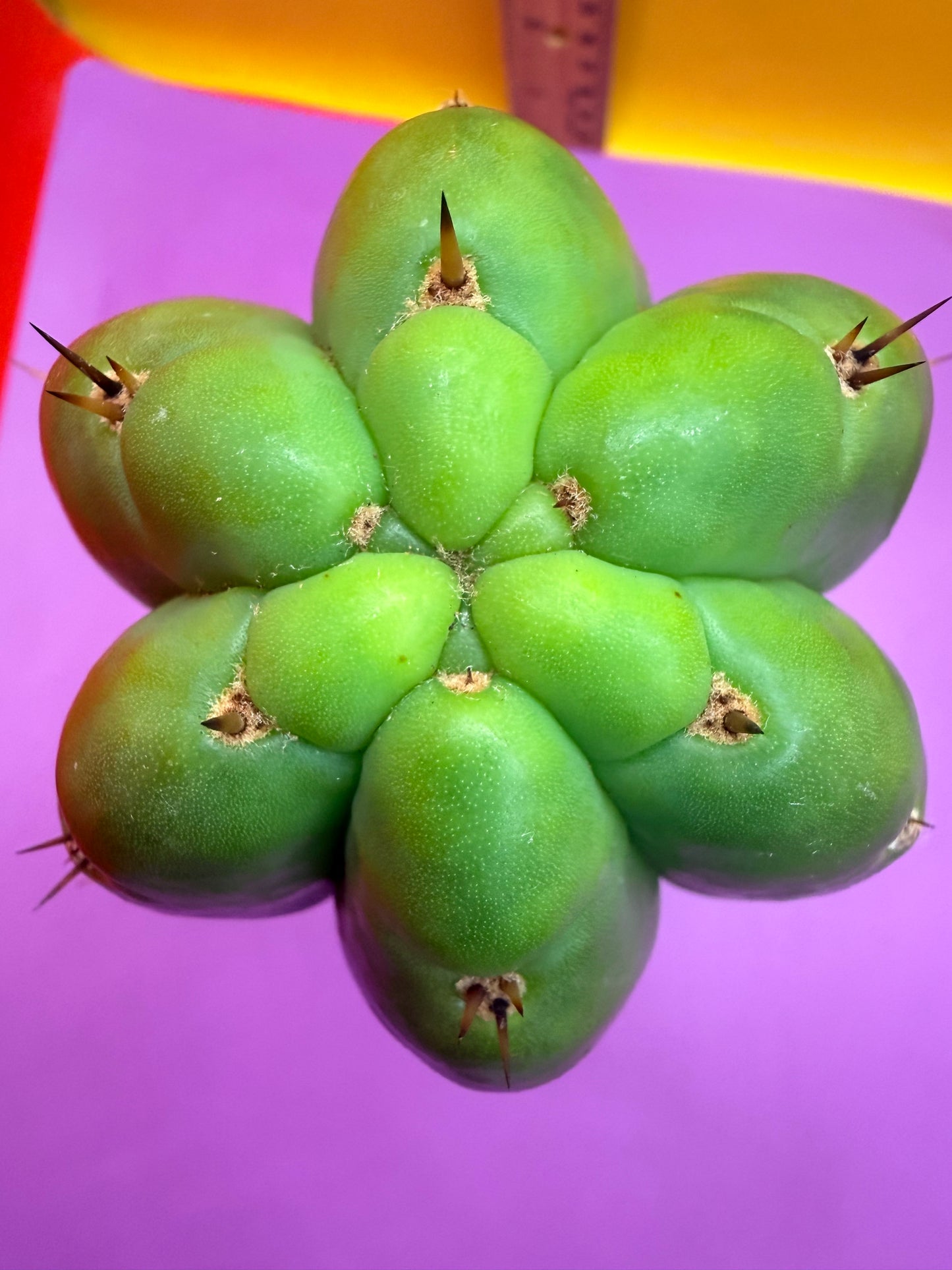 Seed Grown TPM !!