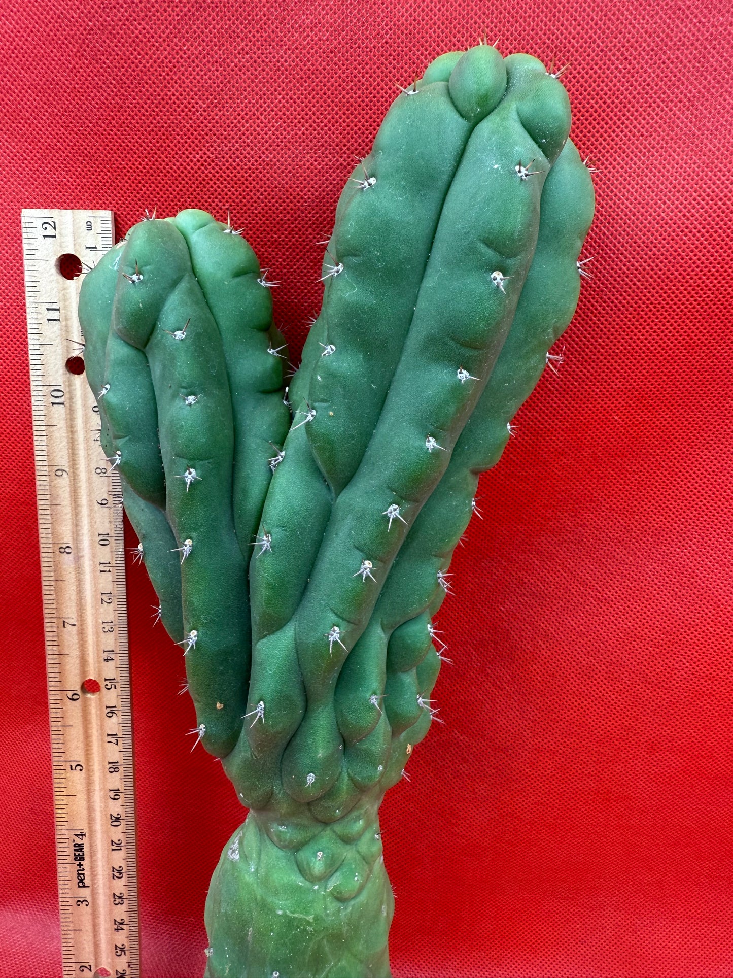 Dicot TPM !! Trichocereus Pachanoi monstrose
