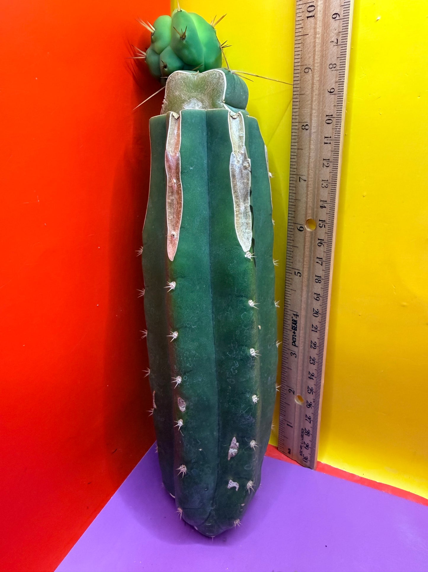 Cactus Kate Bridgesii Graft