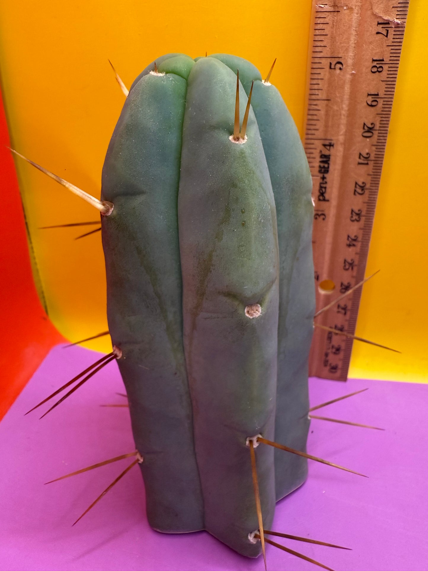 Trichocereus Bridgesii cutting of “DEL DIOS”