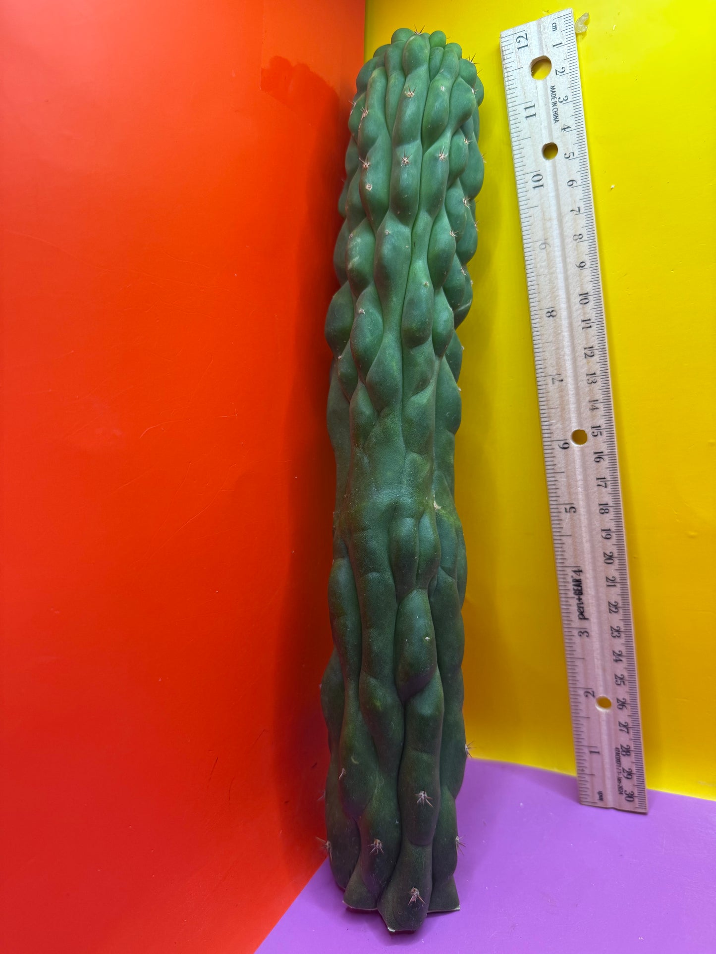 Monstrose San Pedro cactus !! Tip is about to crest !