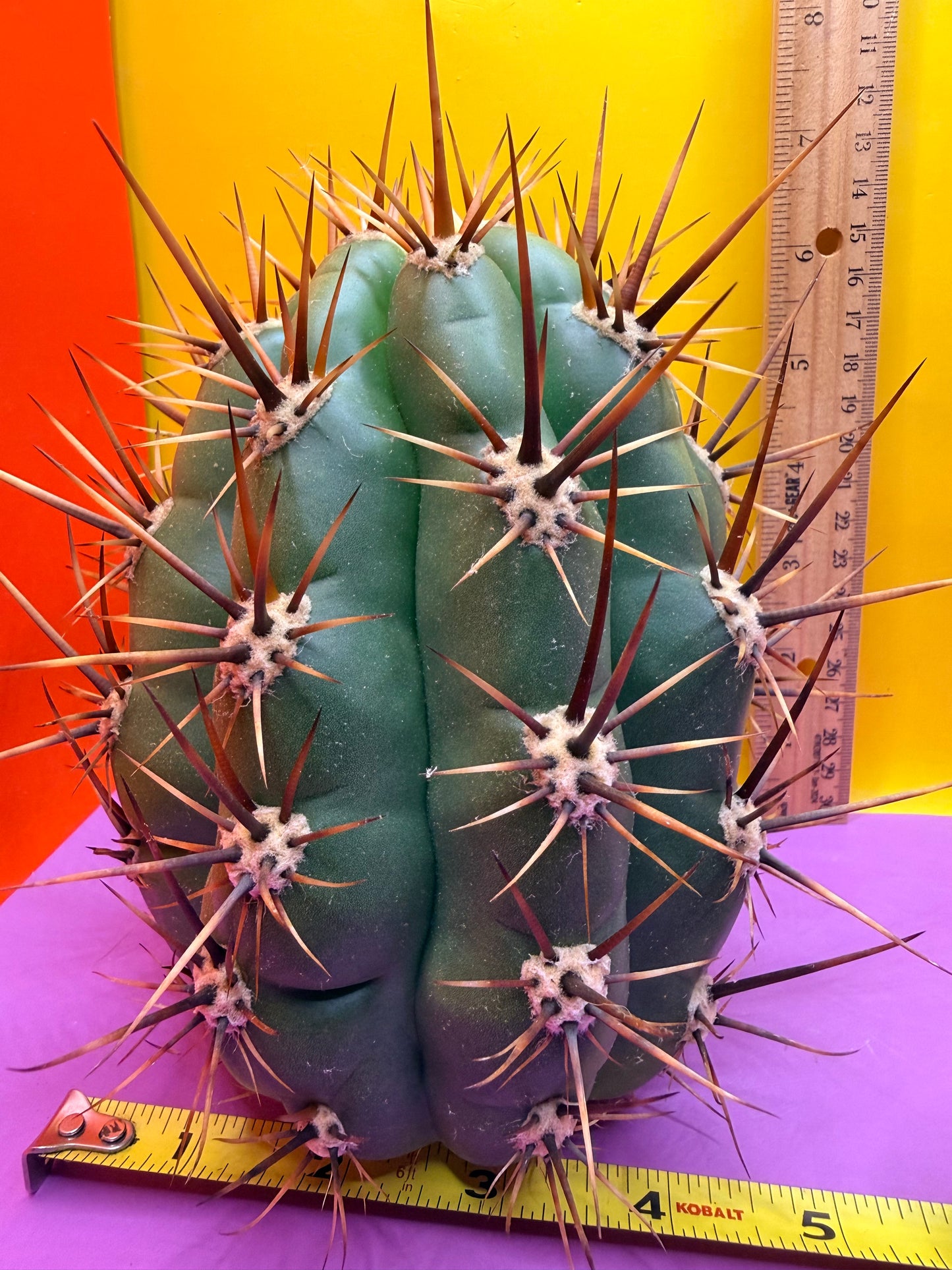 Trichocereus Tacaquirensis 🌶️🌶️