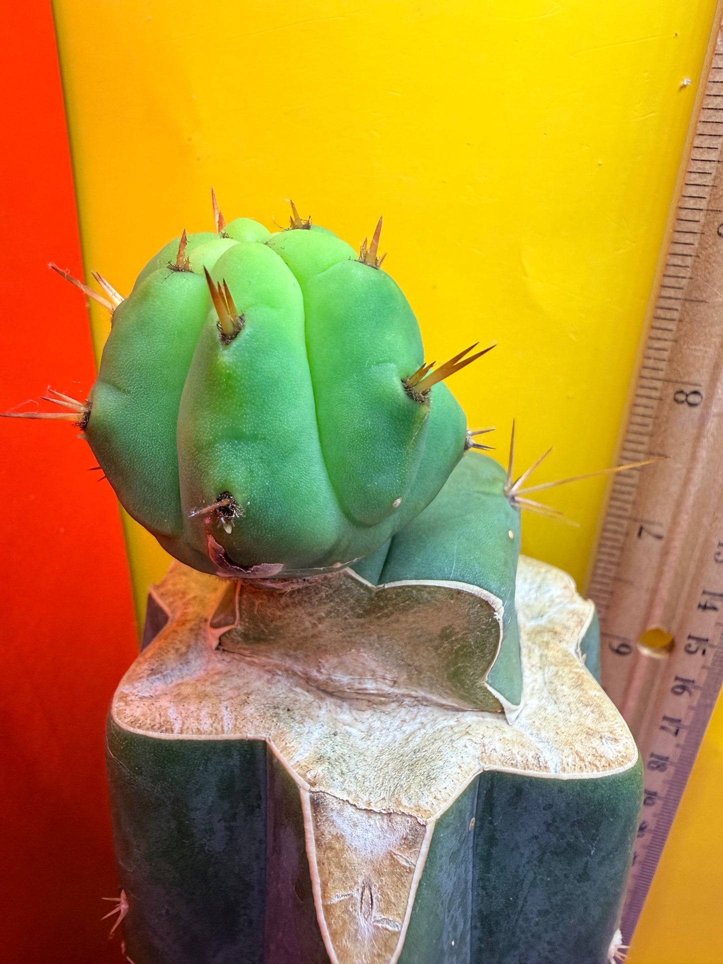 Cactus Kate Bridgesii