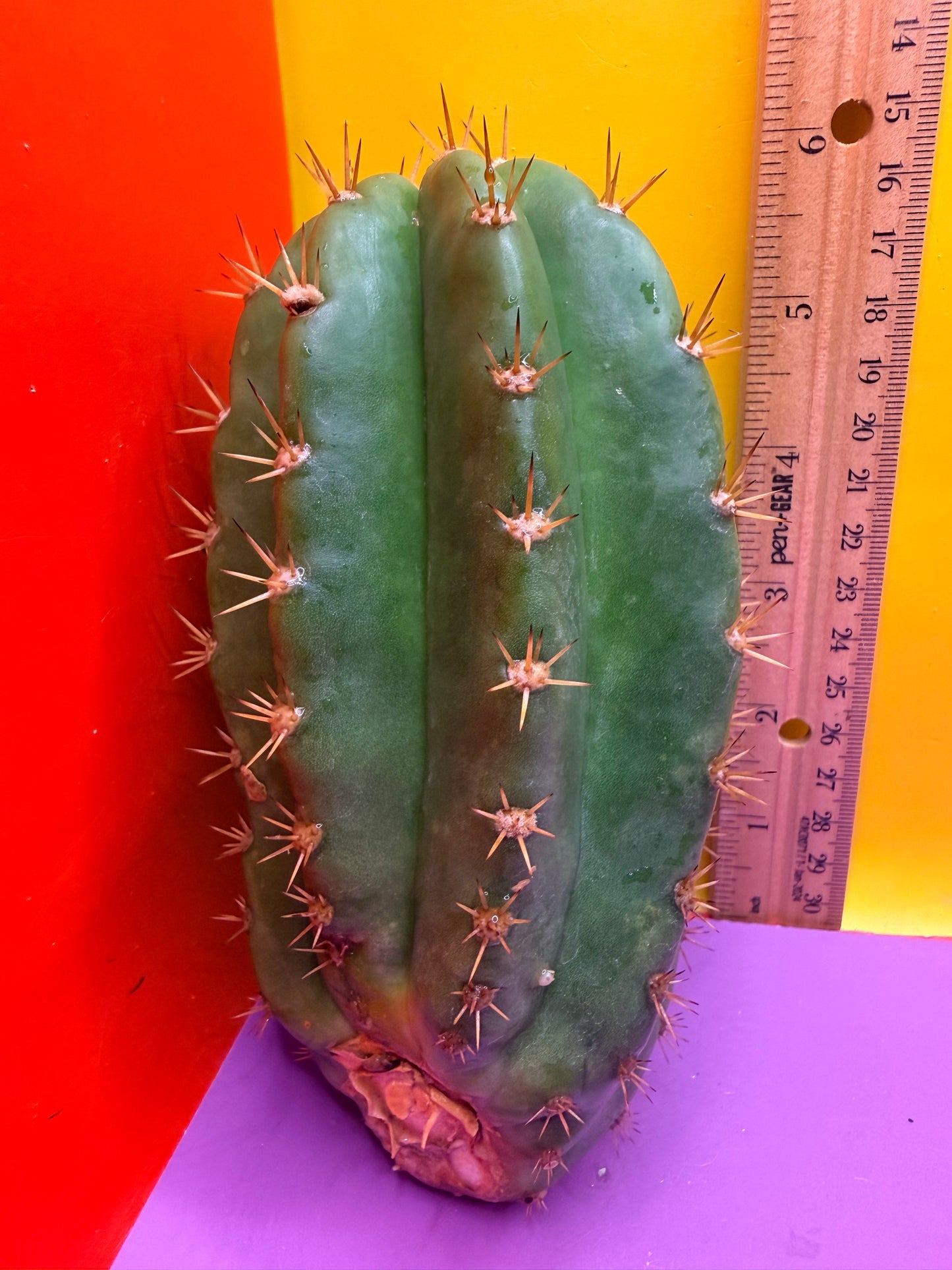 Cacto hebrido