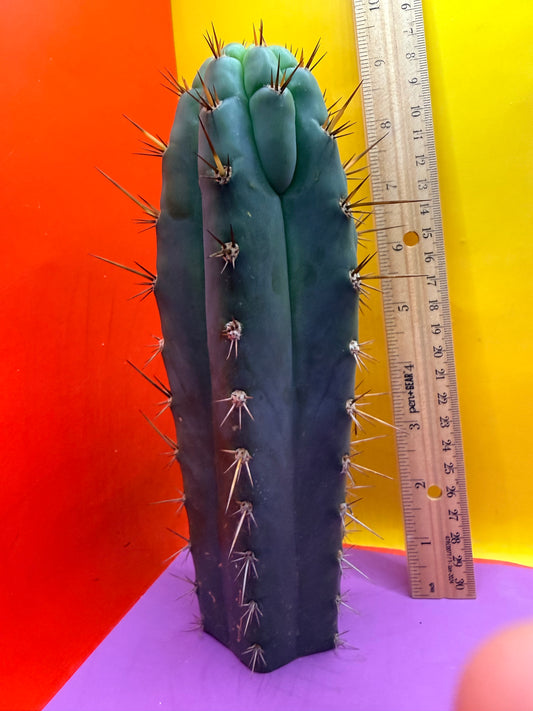 “RC’s T.P. 🧻”  trichocereus peruvianus !!