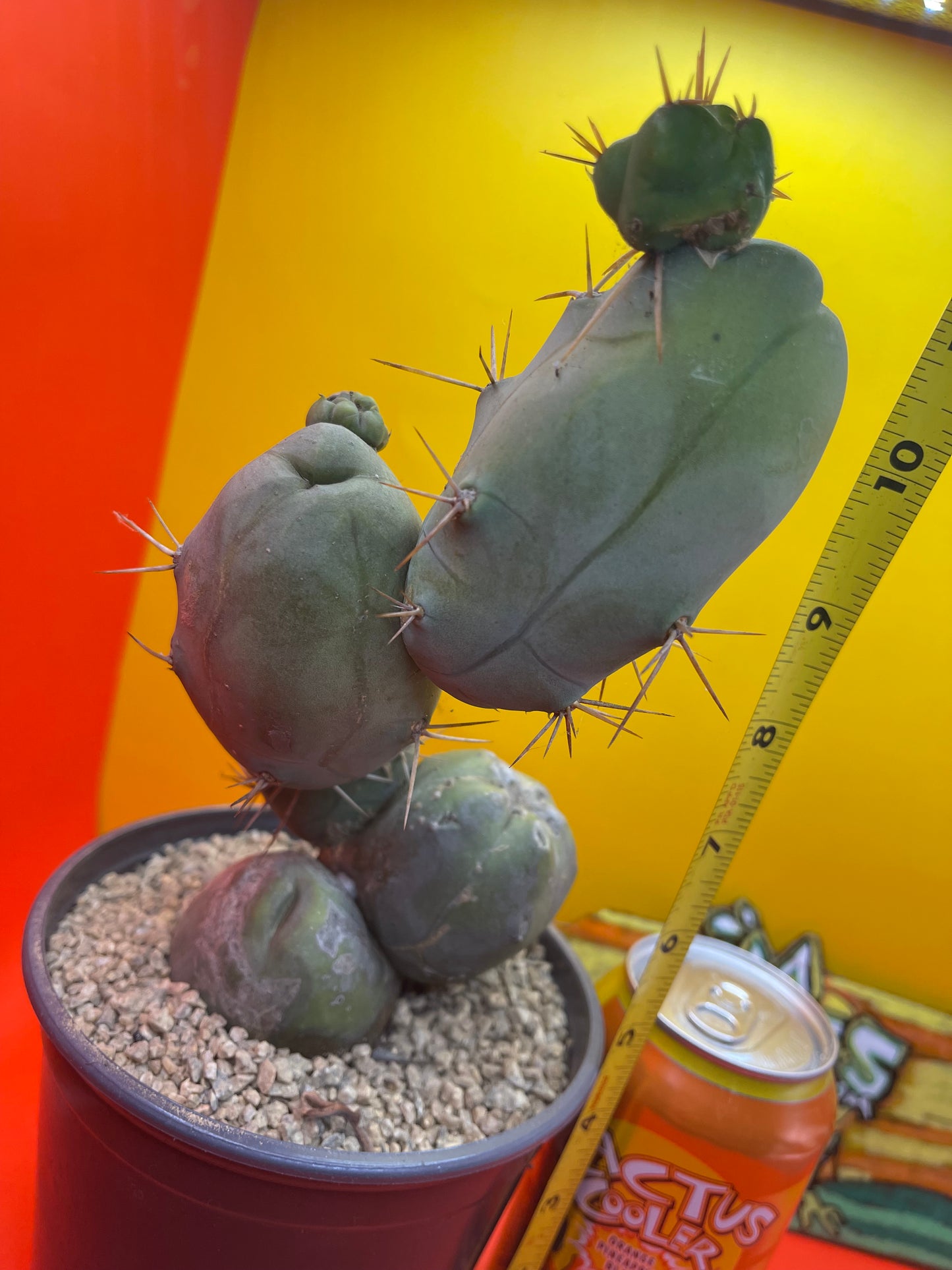 - Tbm  😵‍💫🌵
