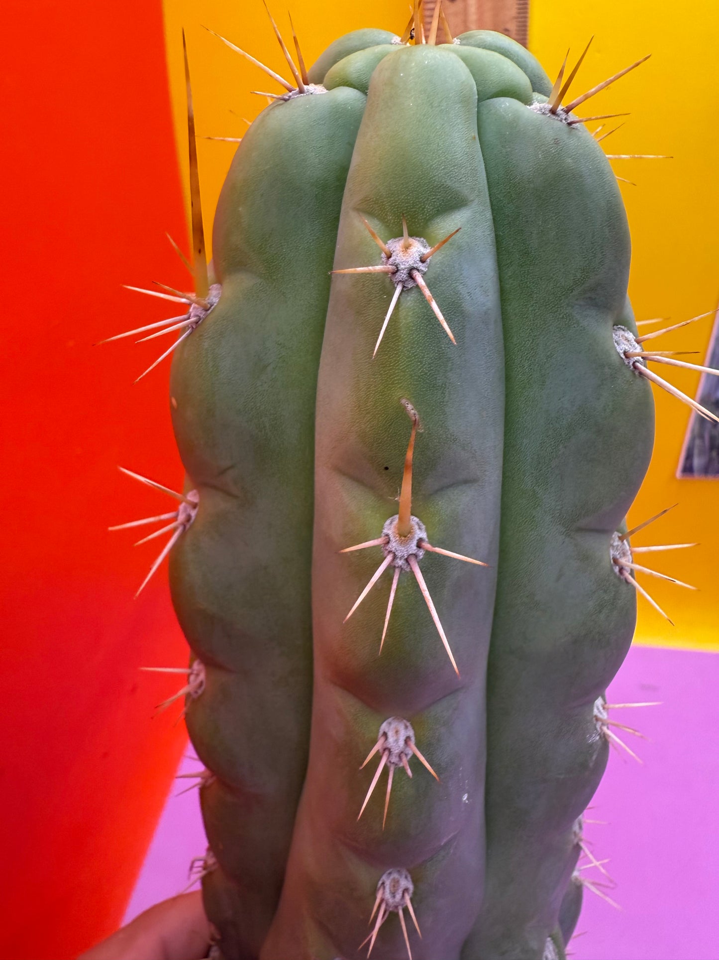 SSO3 Trichocereus knuthianus