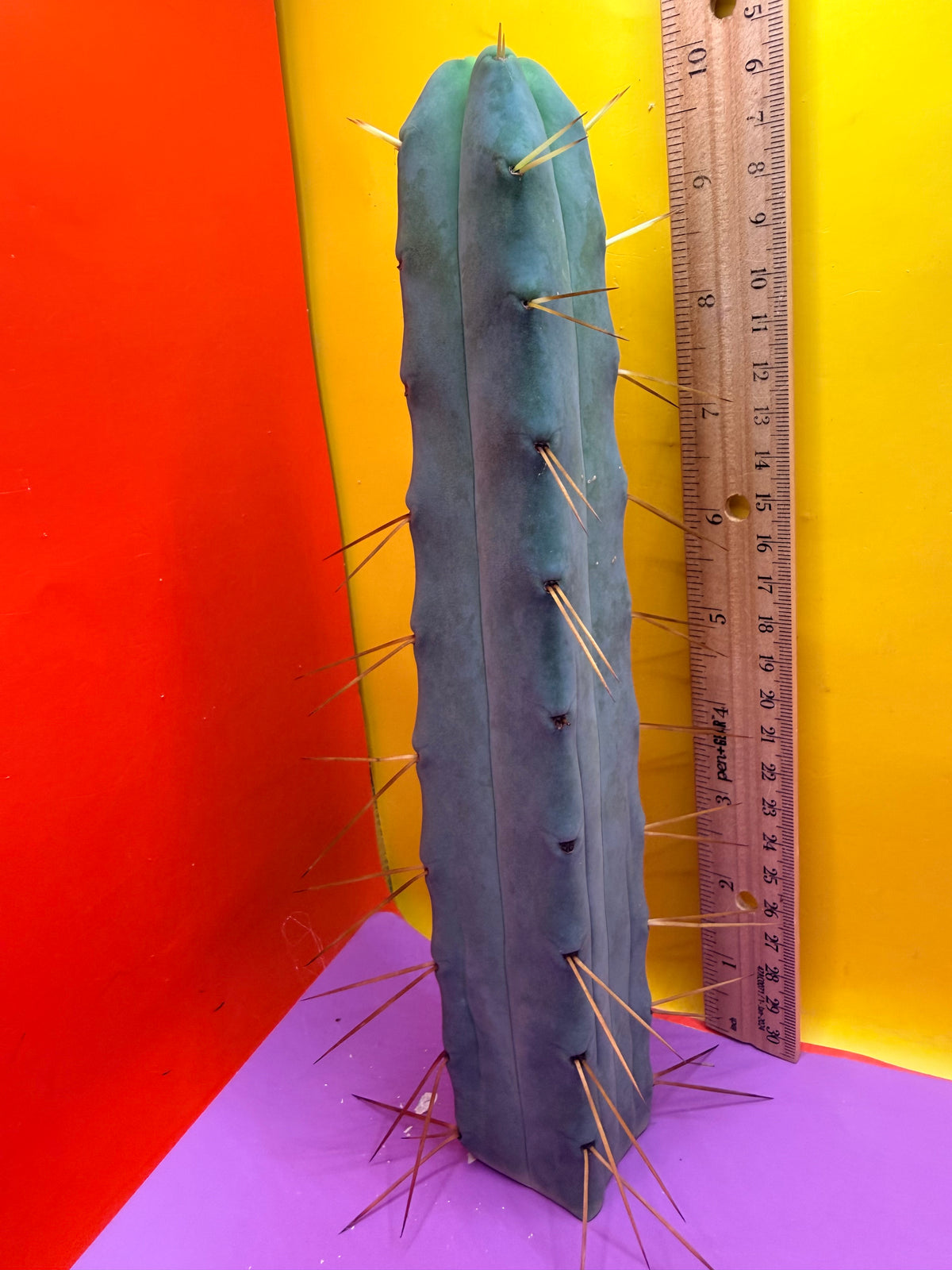 Jiimz Twin spine 4 wind - this exact one pictured