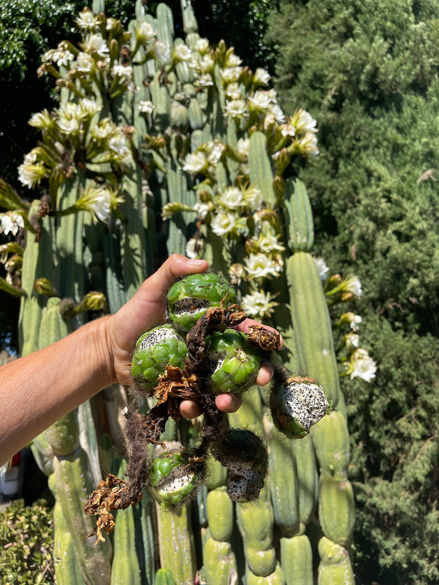 SALE !!! 100 San Pedro Cactus - “Cahuilla” O.p. seeds!!