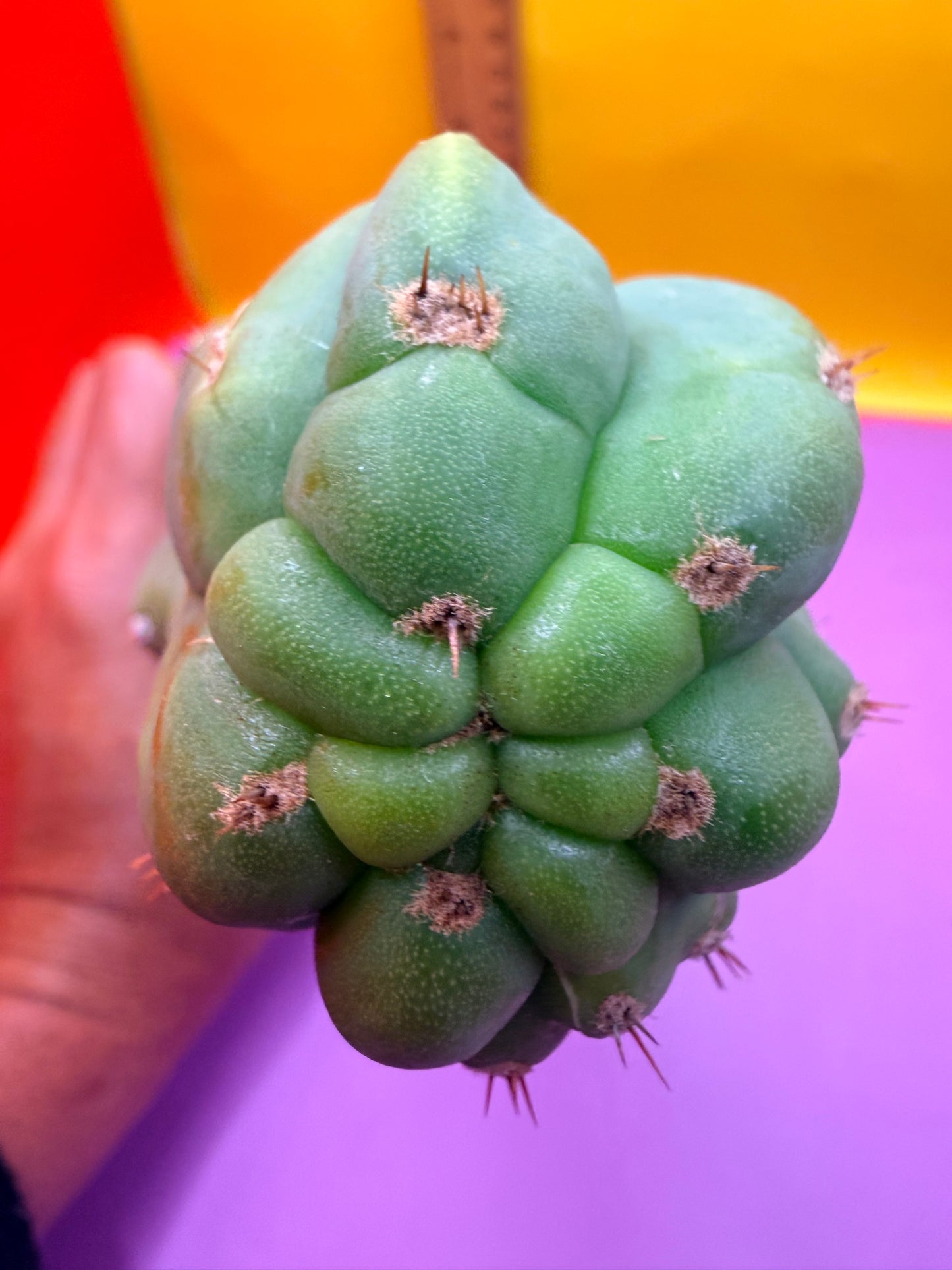 “CAHUILLA” !