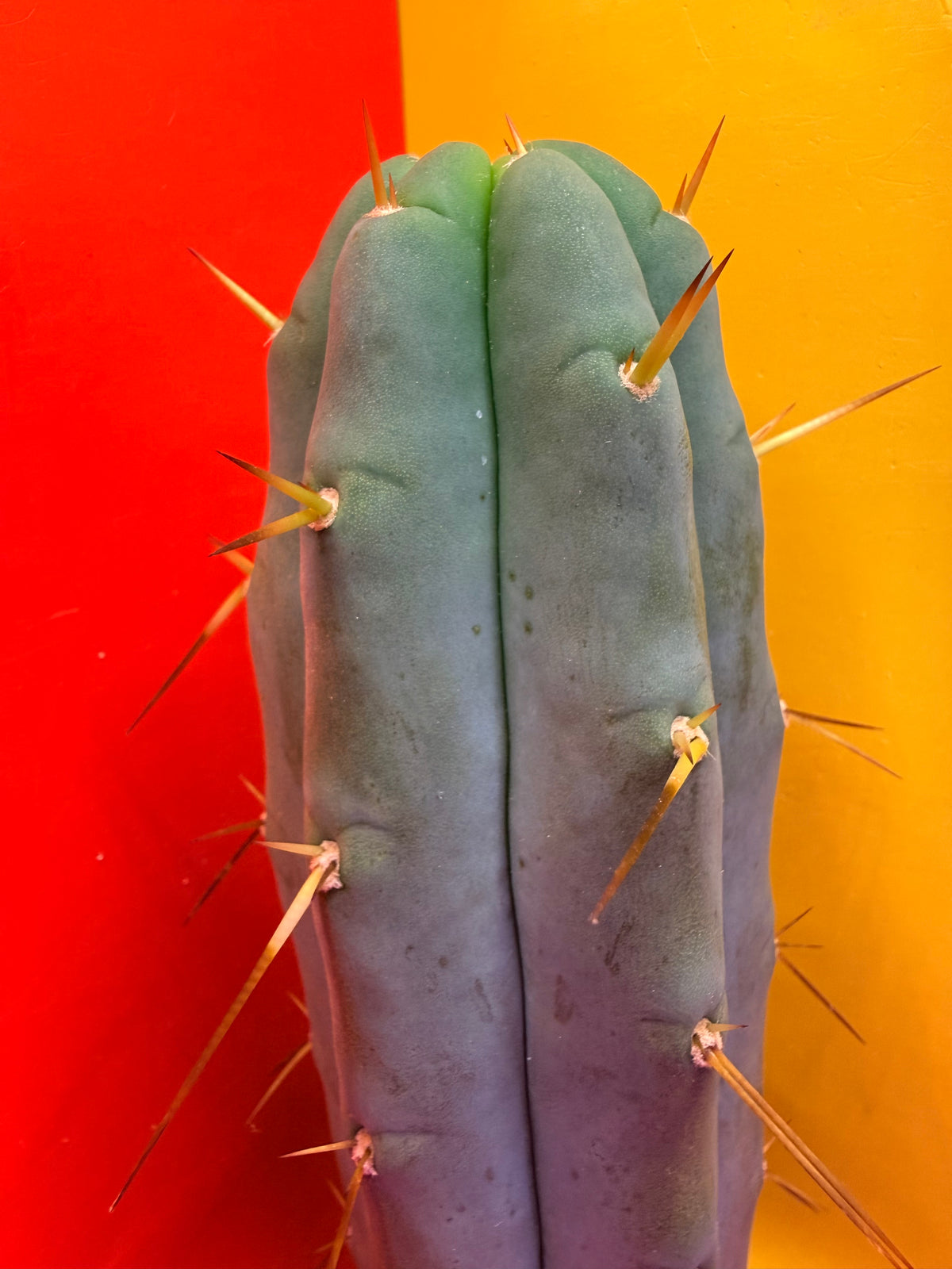 “H1” Trichocereus Bridgesii