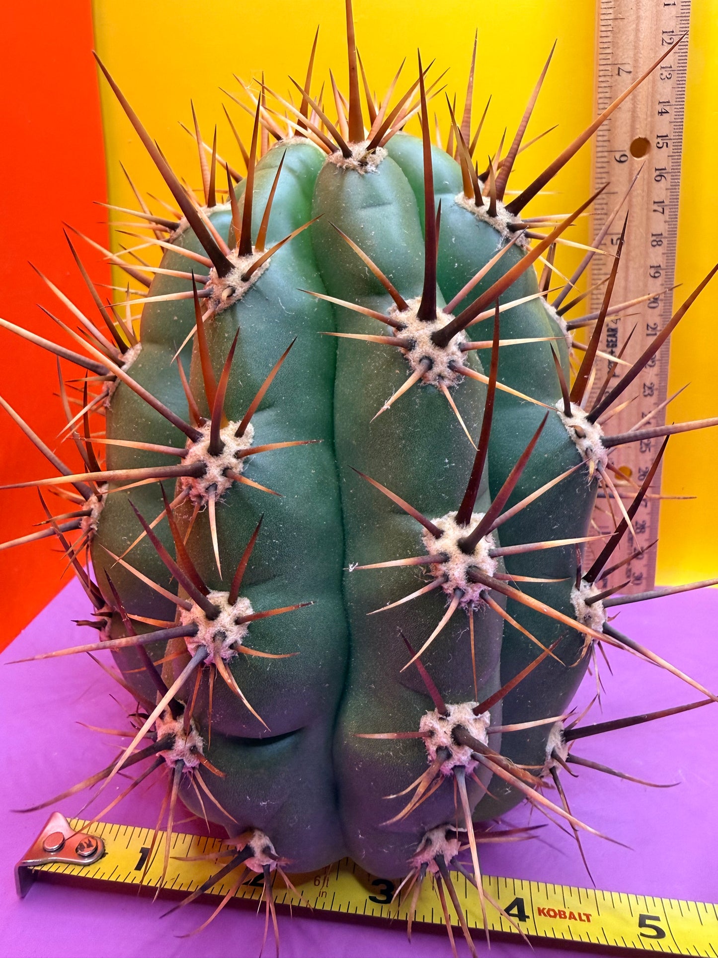 Trichocereus Tacaquirensis 🌶️🌶️