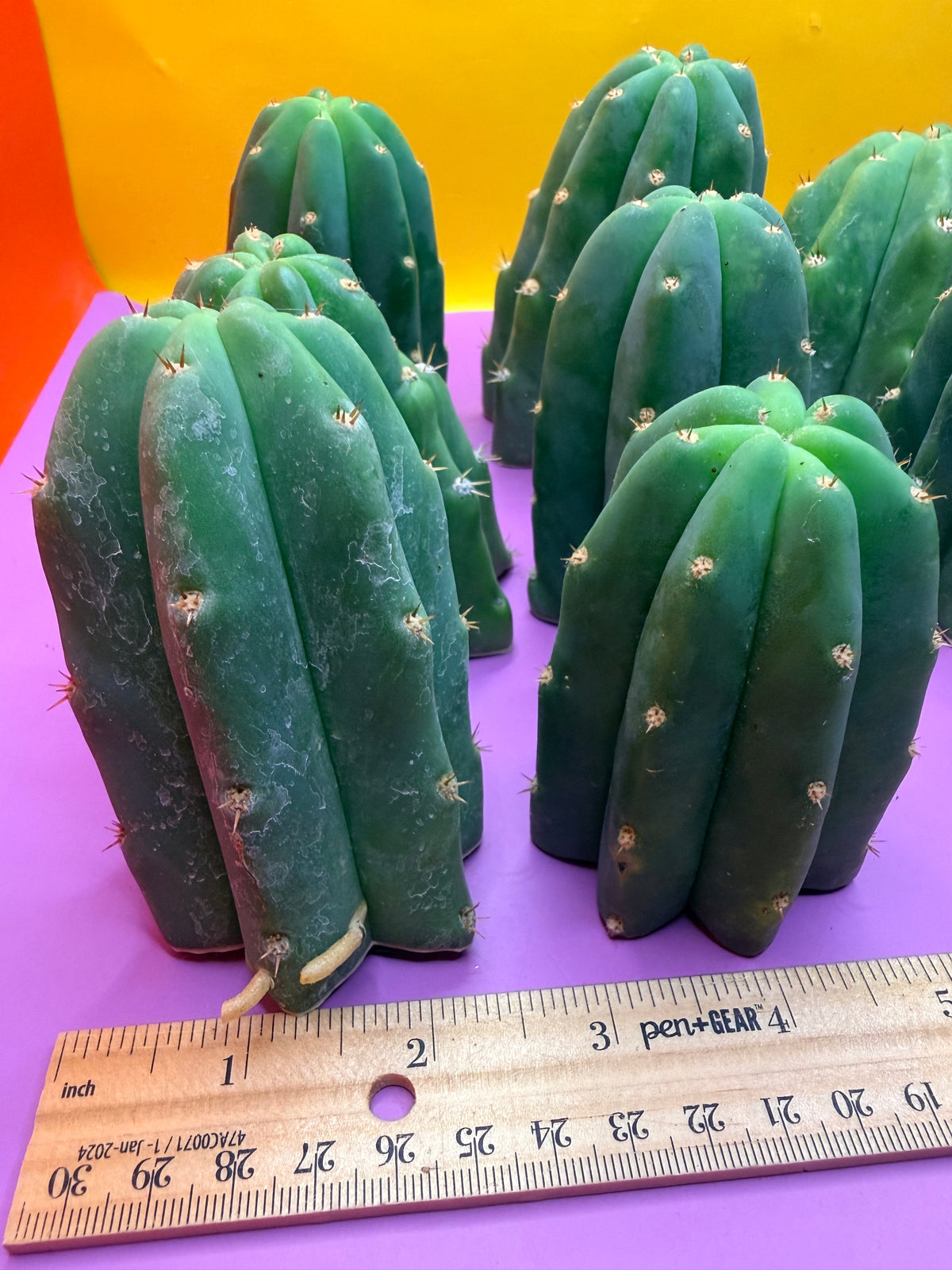 San Pedro cactus tips ! A dozen -12